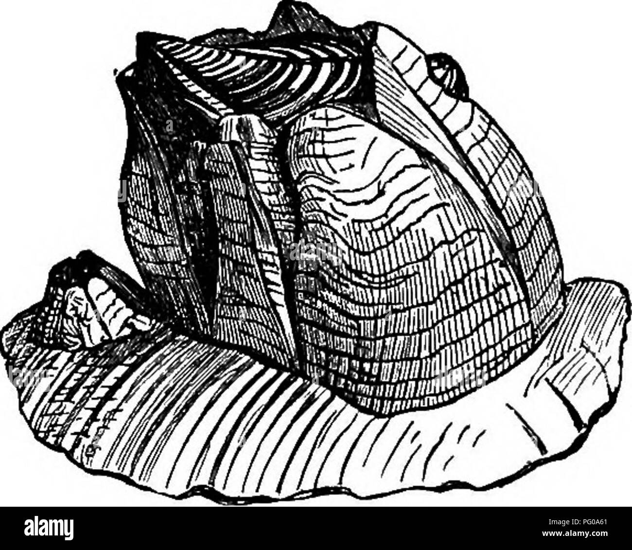 Shellfish Cyclops This introductory zoology book explores the behavior and activities of ...
