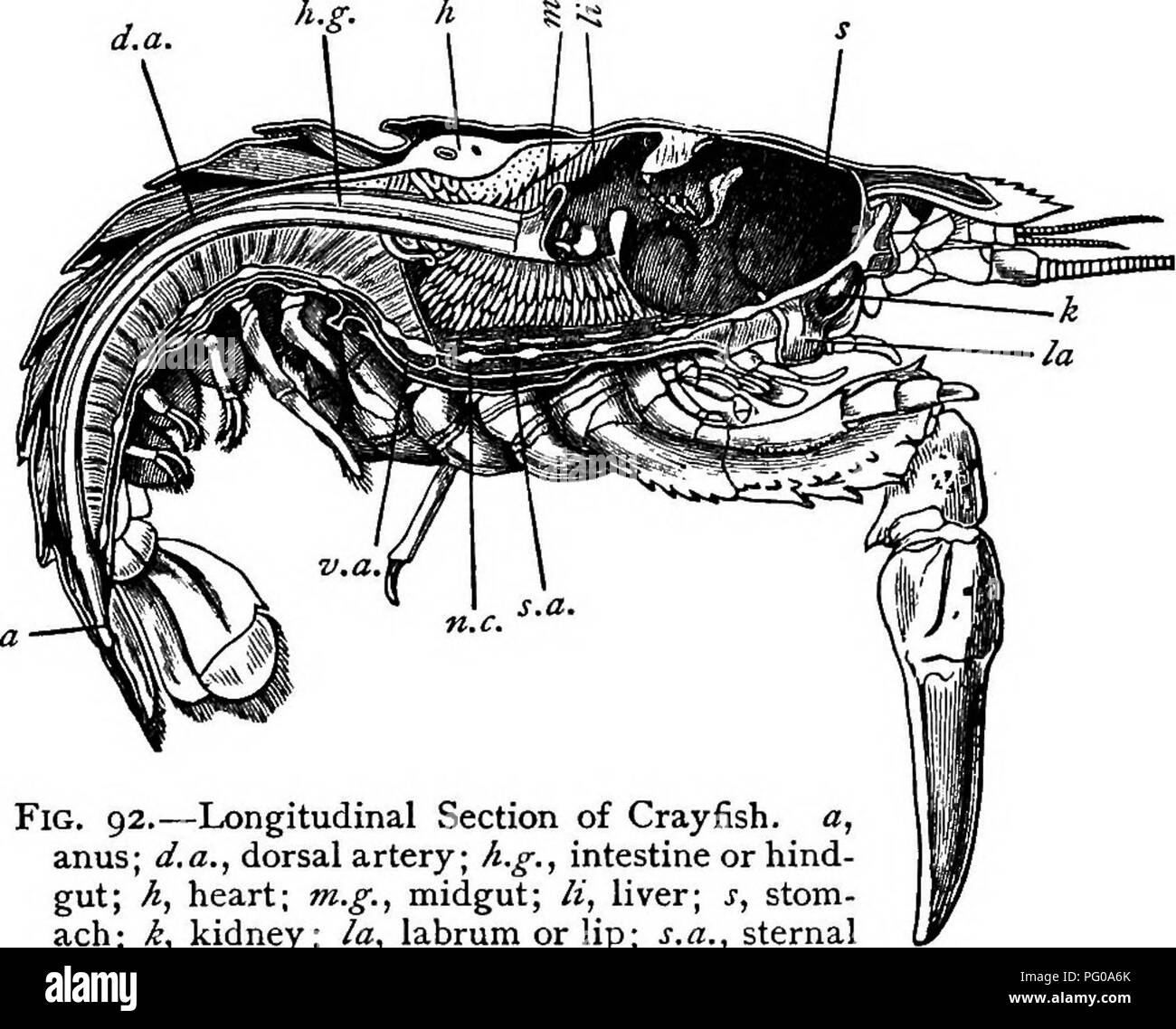 Lobster antennae Black and White Stock Photos & Images Alamy