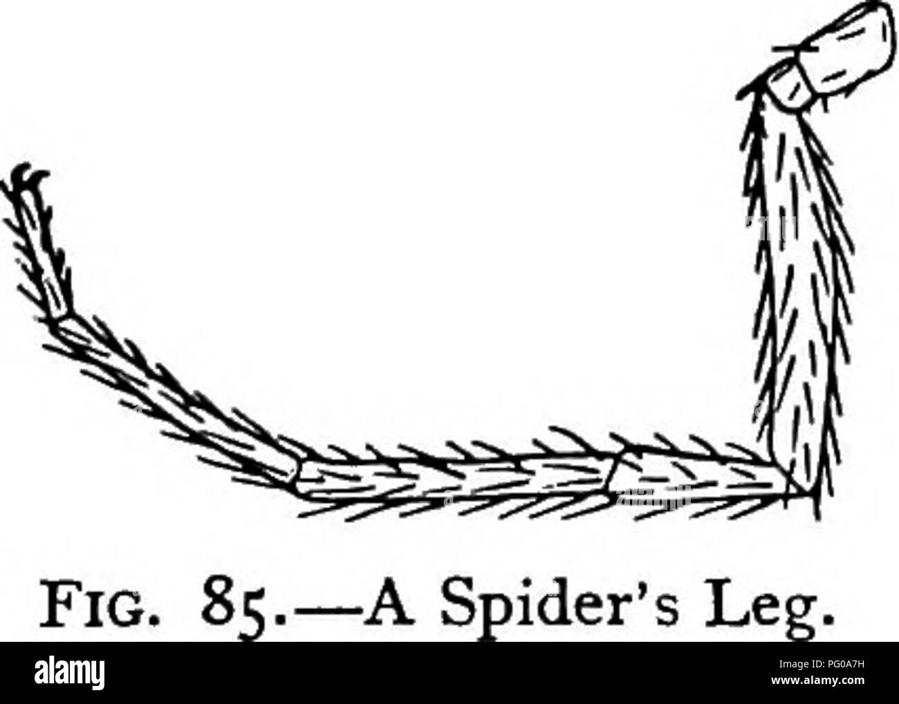 . Animal activities; a first book in zoo?logy. Zoology; Animal behavior. 94 y4NIMAL ACTIVITIES. Under the abdomen near the cephalothorax find two openings to the air-sacs or rudimentary lungs. Summary of Drawings, {a) A spider seen from above X 3- (3) A front view of the mandibles X 5- (&lt;:) A view of the top of the head showing the ocelli. {d) A hind foot much enlarged. The Spider's Activities. We have already con- sidered the activities of the grasshopper, classifying these under six heads. We have spoken of these six kinds of activities as the six functions of living things. In the spider Stock Photo