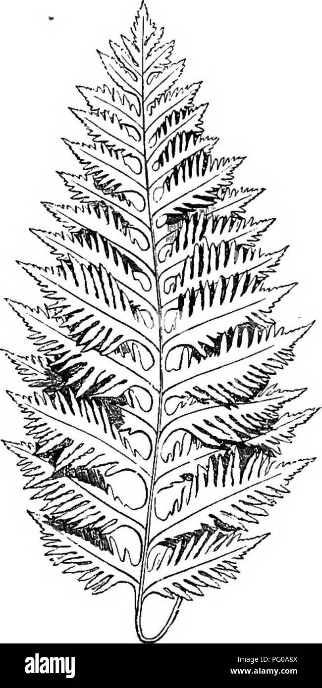 . The book of choice ferns : for the garden, conservatory, and stove : describing and giving explicit cultural directions for the best and most striking ferns and selaginellas in cultivation. Illustrated with coloured plates and numerous wood engravings, specially prepared for this work . Ferns; Ferns. 238 THE BOOK OF CHOICE FERNS. P. Y. bifidum—bif'-id-um (forked), Moore. A distinct and good variety, which has been found in various parts of the Lake Distriot, in Wales, on the Yorkshire Hills, at Arnside, near Milnthorpe, in the Valley of the Conway, at Matlock, near Ambleside, at Chaigeley Ma Stock Photo