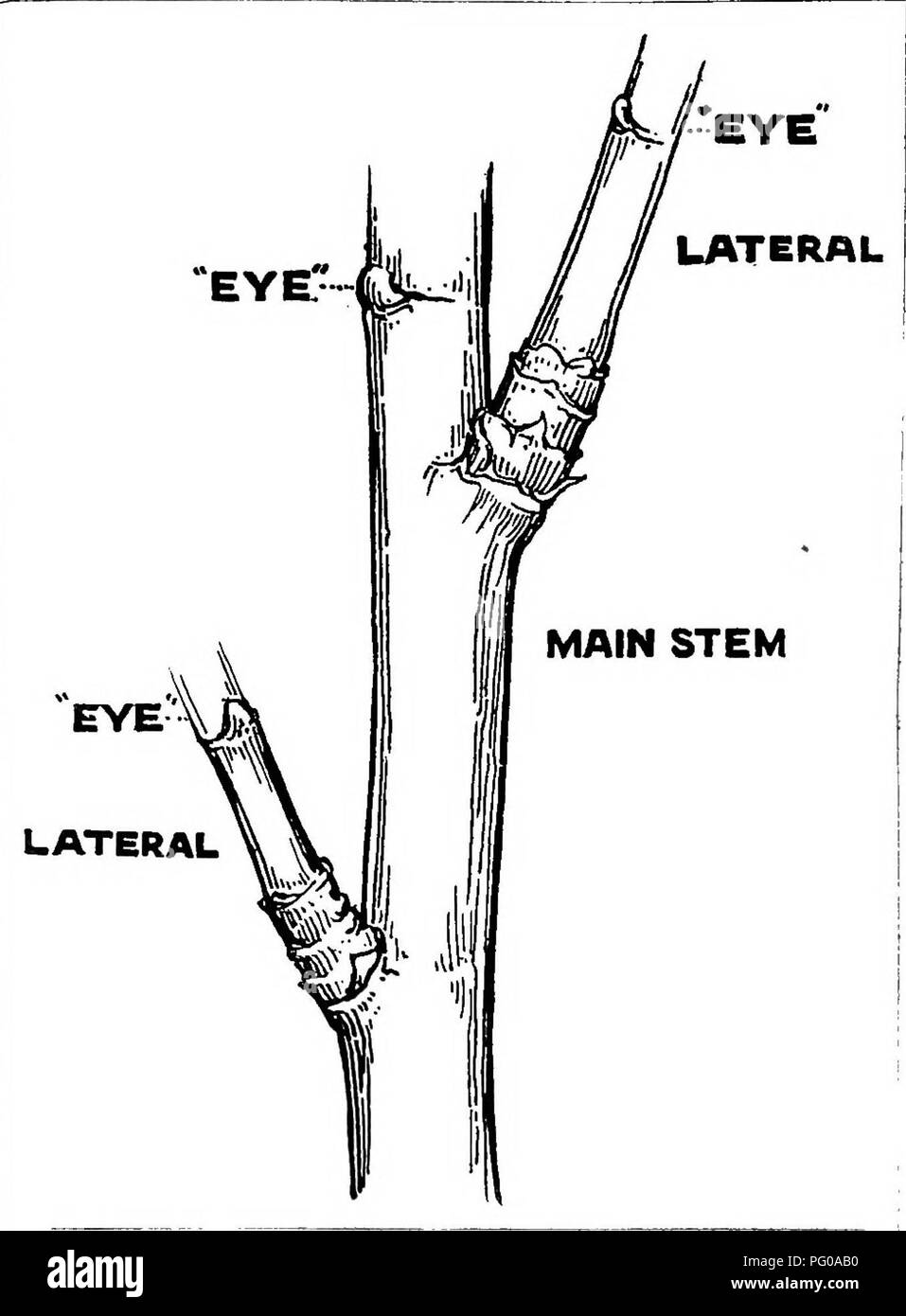 . National Rose Society's select list of roses, and instructions for pruning. Roses; Roses. Plate I.. &quot; Eyes &quot; and &quot; Laterals. These terms are frequently used throughout these instruc- tions and may require explanation. As will be seen by the above Illustration, by an &quot;Eye&quot; is meant a bud on the main stem or any of the other shoots. By a &quot; Lateral &quot; is meant a side shoot on any leading branch or shoot.. Please note that these images are extracted from scanned page images that may have been digitally enhanced for readability - coloration and appearance of thes Stock Photo