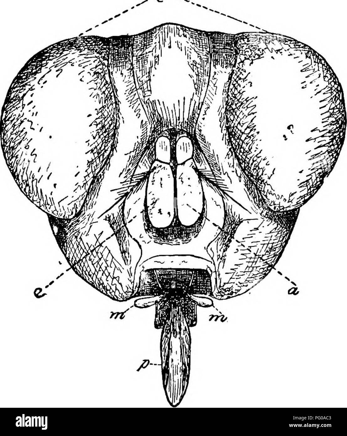 . Animal activities; a first book in zoo?logy. Zoology; Animal behavior. Fig. 6i.—Side View of Proboscis, partly opened. l&gt;. basal division; c, central division; /, labella; m, maxillary palpi. -&lt;r-. FlG. 62 -Head of Bluebottle, a. antennae; «•, eyes; m, maxillae; p, proboscis (magnified).. Please note that these images are extracted from scanned page images that may have been digitally enhanced for readability - coloration and appearance of these illustrations may not perfectly resemble the original work.. French, Nathaniel Stowers, 1854-. New York [etc. etc. ] Longmans, Green and Co Stock Photo