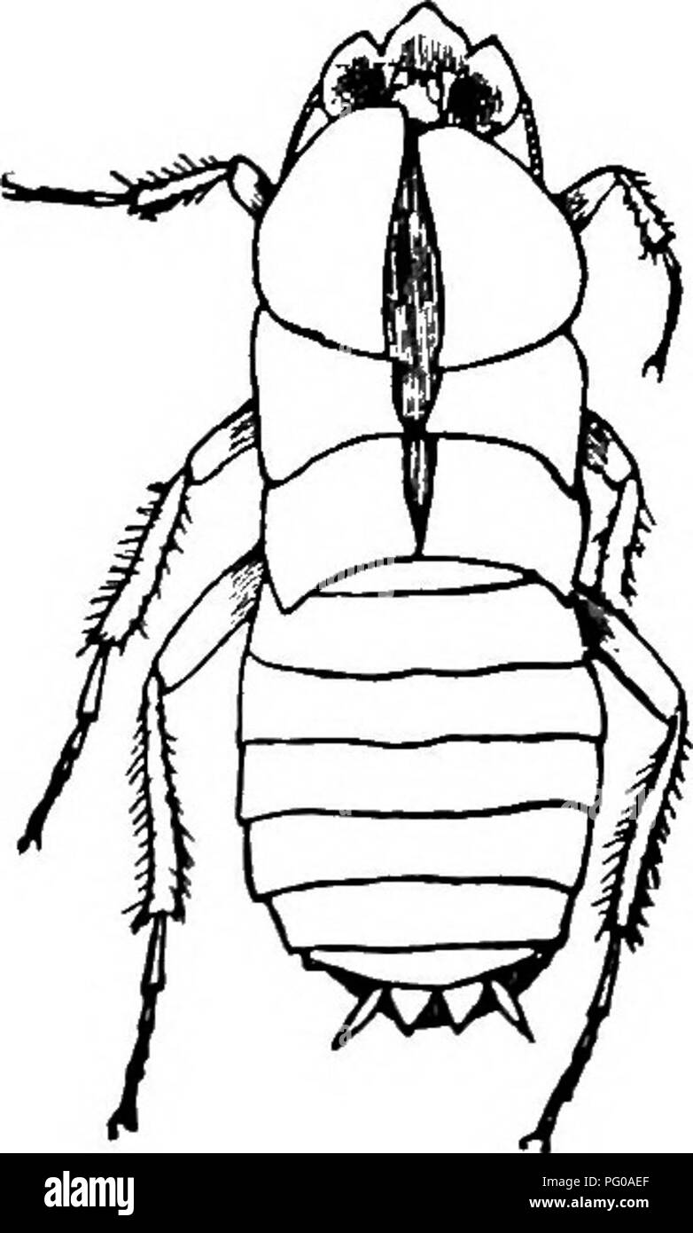 . Animal activities; a first book in zoo?logy. Zoology; Animal behavior. Fig. 41 Cockroacli and Cast Skin. moulting. In this way he moults five times, after each moult appearing in every way more like the parent grasshopper. Like most other insects grasshoppers deposit an enormous number of eggs. Discovery. If one touches a stone it does not move, but if, on the other hand, one touches the feelers of a grasshopper, or moves a stick in front of its eyes, there is a movement in response to the irritation. This movement is usually entirely involuntary, like the. Please note that these images are  Stock Photo