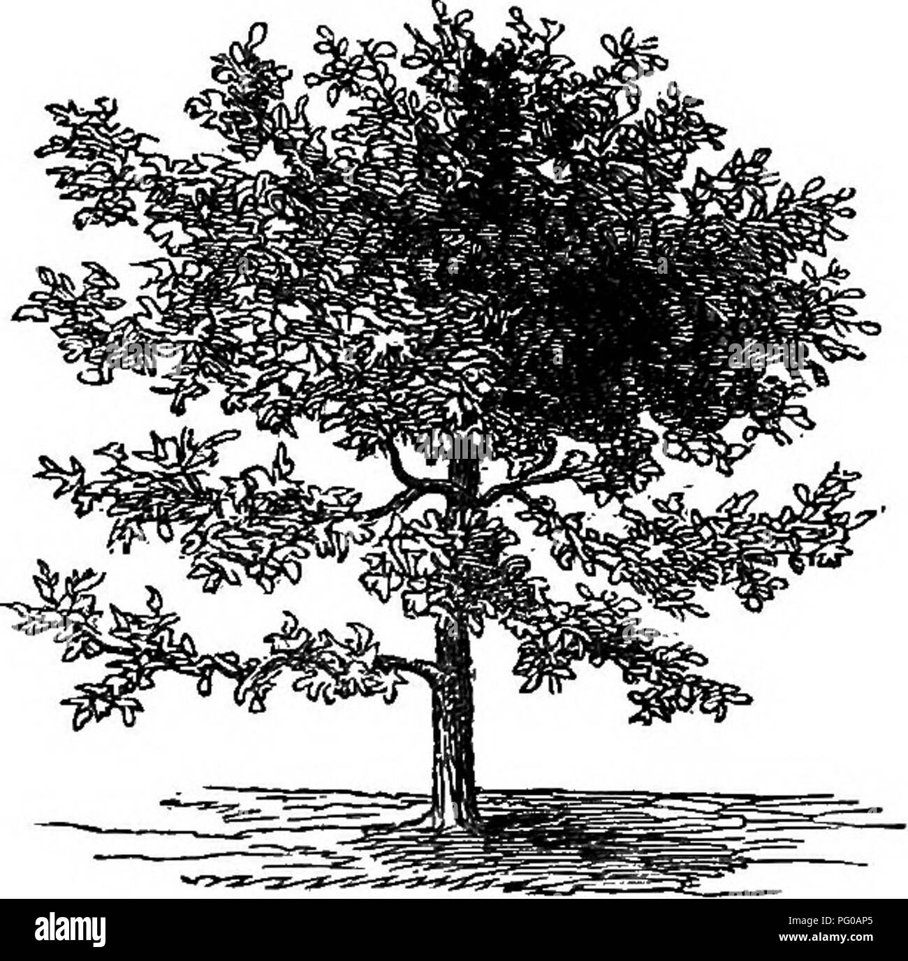 Dwarf evergreen flowering shrub Black and White Stock Photos & Images ...