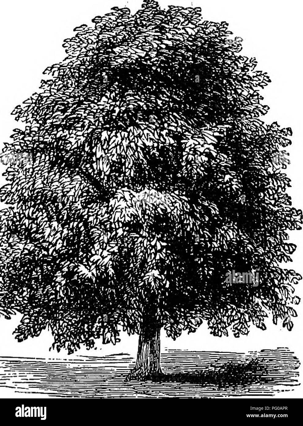 Hardy deciduous shrubs Black and White Stock Photos & Images - Alamy