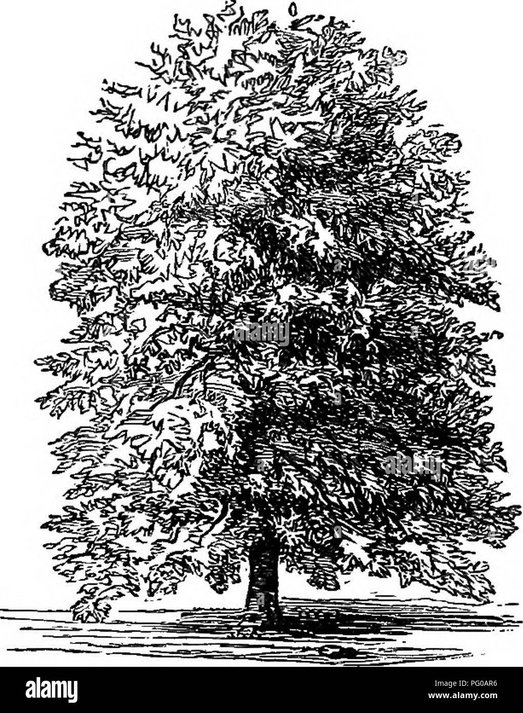 . Popular deciduous and evergreen trees and shrubs, for planting in parks, gardens, cemeteries, etc., etc.. Evergreens; Trees; Shrubs. 12 LAWN AND SHADE TEEES. to give it regularity and symmetry of form. A deep loamy, rather moist soil gives it most vigor and causes it to grow to a large size; but it also grows freely in poor thin soils, as the roots spread widely and keep near the surface. It is admirably adapted to grouping with the hemlock, and with seguoia gigantea, or the mammoth evergreen tree of CaUfomia; but as a single lawn tree it has no superior, and should be planted wherever. Fig. Stock Photo