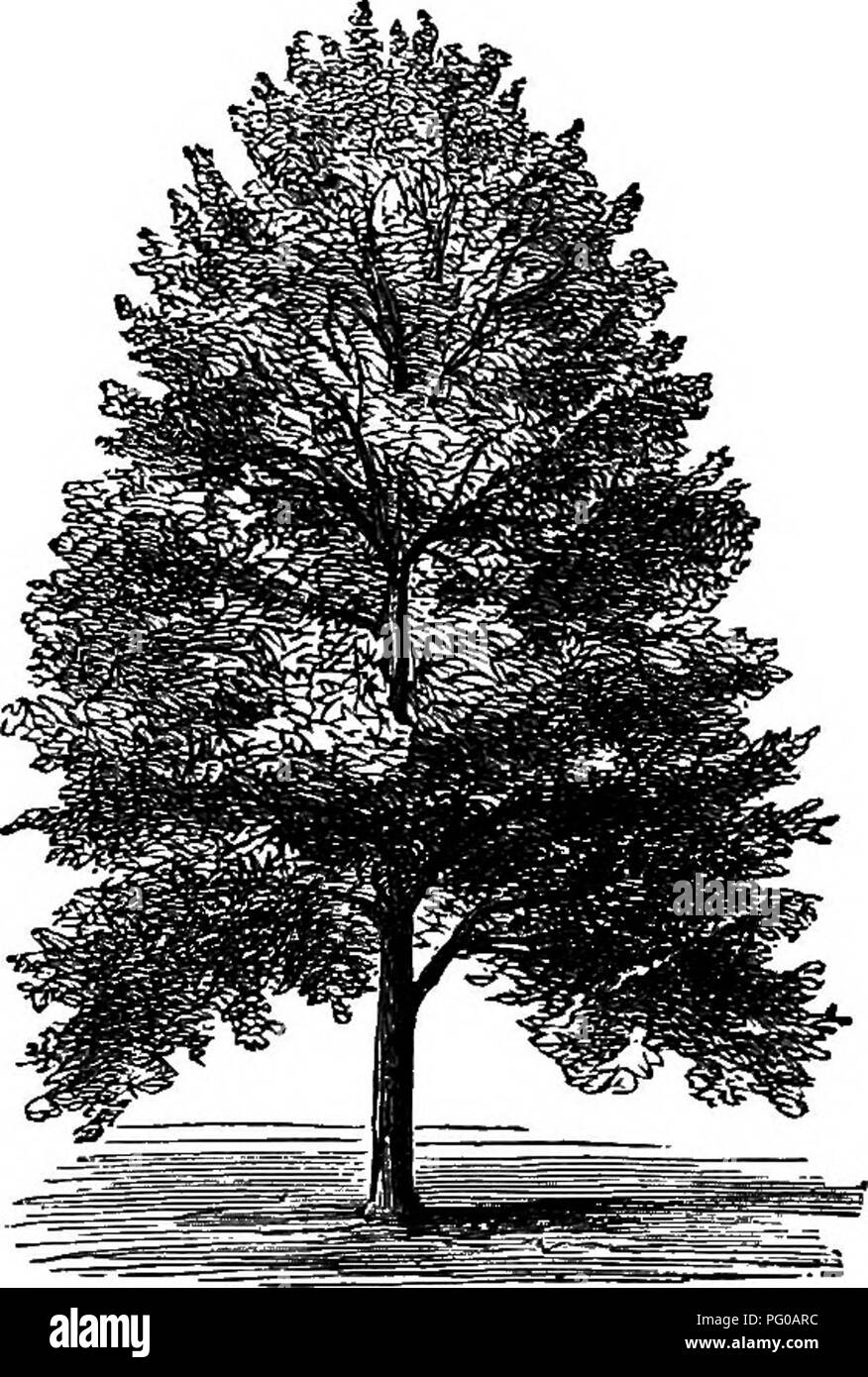 . Popular deciduous and evergreen trees and shrubs, for planting in parks, gardens, cemeteries, etc., etc.. Evergreens; Trees; Shrubs. 10 LAWN AND SHADE TEEES. &amp; Barry, of Rochester, N. T.; this, when grafted or budded on stocks of the excehior or Americana, at a height of about six feet, forms a very pleasing ornamental dwarf tree. Of the other varieties, such as the crisp-leaved, gold blotched- leaved, etc., we have no occasion here to speak, because they are only desirable in very large collections, where variety rather than beauty or usefulness is the object sought.. Fig. 1.—Ameeioan A Stock Photo