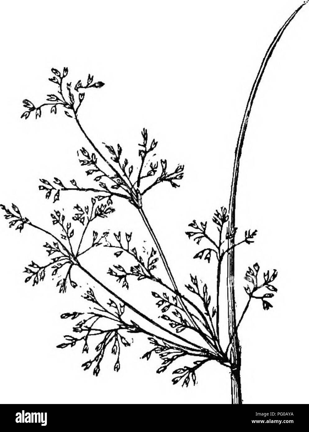 Analytical Class Book Of Botany Designed For Academies And Private Students Plants Fig 86 Bulbs Valuable In Medicine As In The Squill Scilla From The Concrete Juice Of Different Species Of Analytical Class Book Of Botany Designed For Academies And Private Students Plants Fig 86 Bulbs Valuable In Medicine As In The Squill Scilla From The Concrete Juice Of Different Species Of