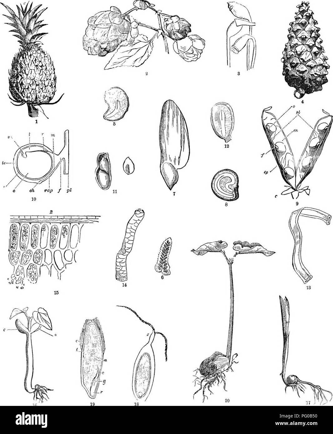 . Analytical classbook of botany designed for academies and private