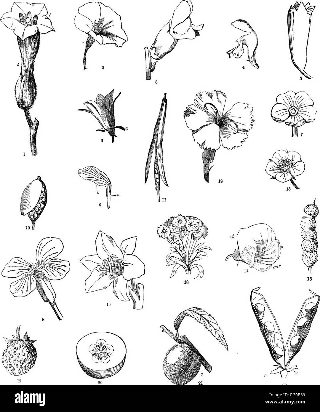 . Analytical class-book of botany : designed for academies and private students. Plants. 70 THE COROLLA Plate XXIII. General subject. Name each figure. Which of these forms are Monopeta- lou-s—Polypetalous ? Point out the parts in figs. 1, 2, and 6. Parts of fig. 9. Wliat kind of Corolla at fig. 8 ? By what fruits accompanied—what Order does t mark—from what circumstance ? What kind of Corolla at fig. 13—what are some of its fruits ? Describe fig. 14. Define its parts—its fralta. How does fig. 8 differ from 4—fig. 1 from 5? How 1b the limb in the Rotate corolla—the Bell-form—the Fnnnel-form—th Stock Photo