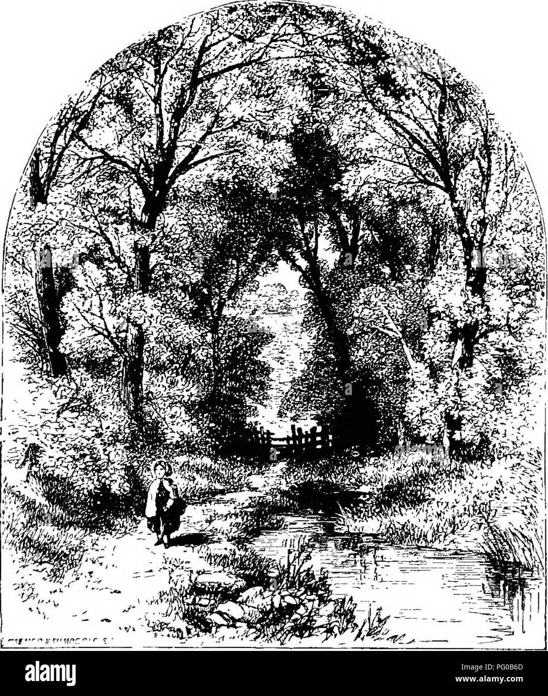 . Our woodland trees . Trees; Trees. 94 ' OUR WOODLAXn TRFEs. ' IIow beautiful is the awakening of Spring !' [Page 99.. Please note that these images are extracted from scanned page images that may have been digitally enhanced for readability - coloration and appearance of these illustrations may not perfectly resemble the original work.. Heath, Francis George, 1843-1913. London : Sampson Low, Marston, Searle, &amp; Rivington Stock Photo