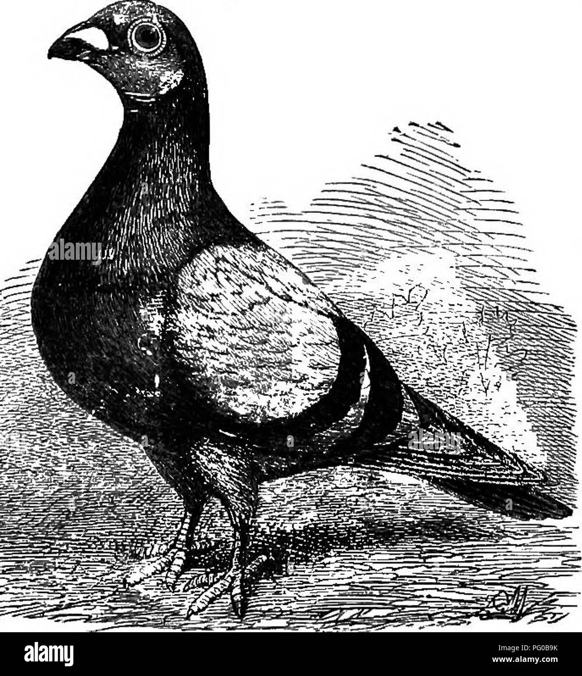 . The practical pigeon keeper. Pigeons. 210 THE PRACTICAL PIGEON KEEPER