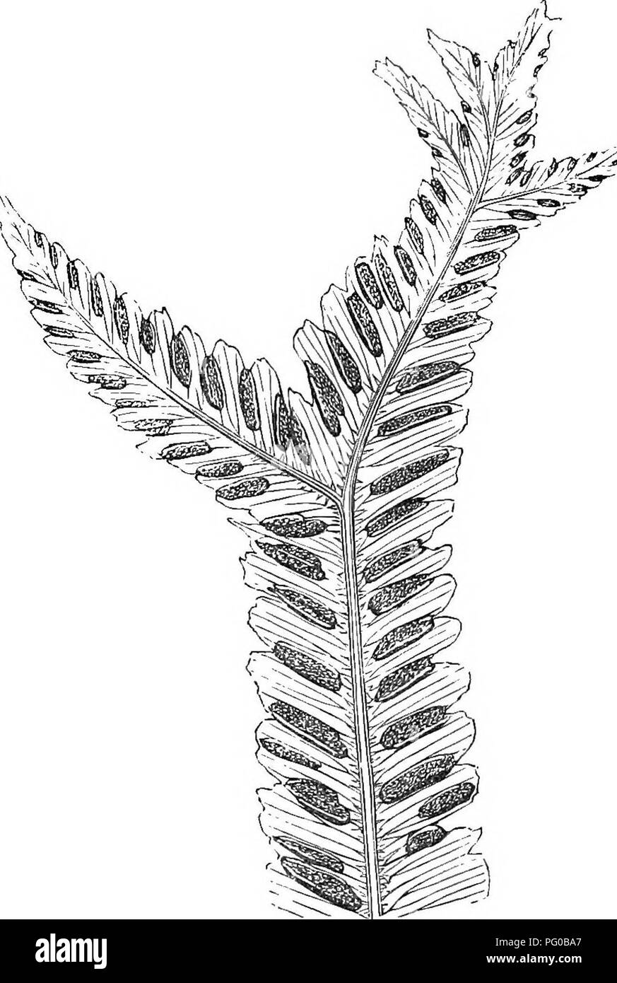 . A natural history of new and rare ferns : containing species and varieties, none of which are included in any of the eight volumes of &quot;Ferns, British and exotic&quot;, amongst which are the new hymenophyllums and Trichomanes . Ferns. '.y::^. Apex of Frond. SCOLOPENDRIUM VULGARE, Var. Crenato-multifidum. Scolopendrium—Hart's-tongue. I'ulgare—Common. Crenato-multifidum—CxejisXe multifid. A HANDSOME form of tlie Hart's-tongue Fern, gathered by- several persons in various limestone districts. Crenate on the margins, with a marginal line on the under surface, and multifidly furcate at the ap Stock Photo