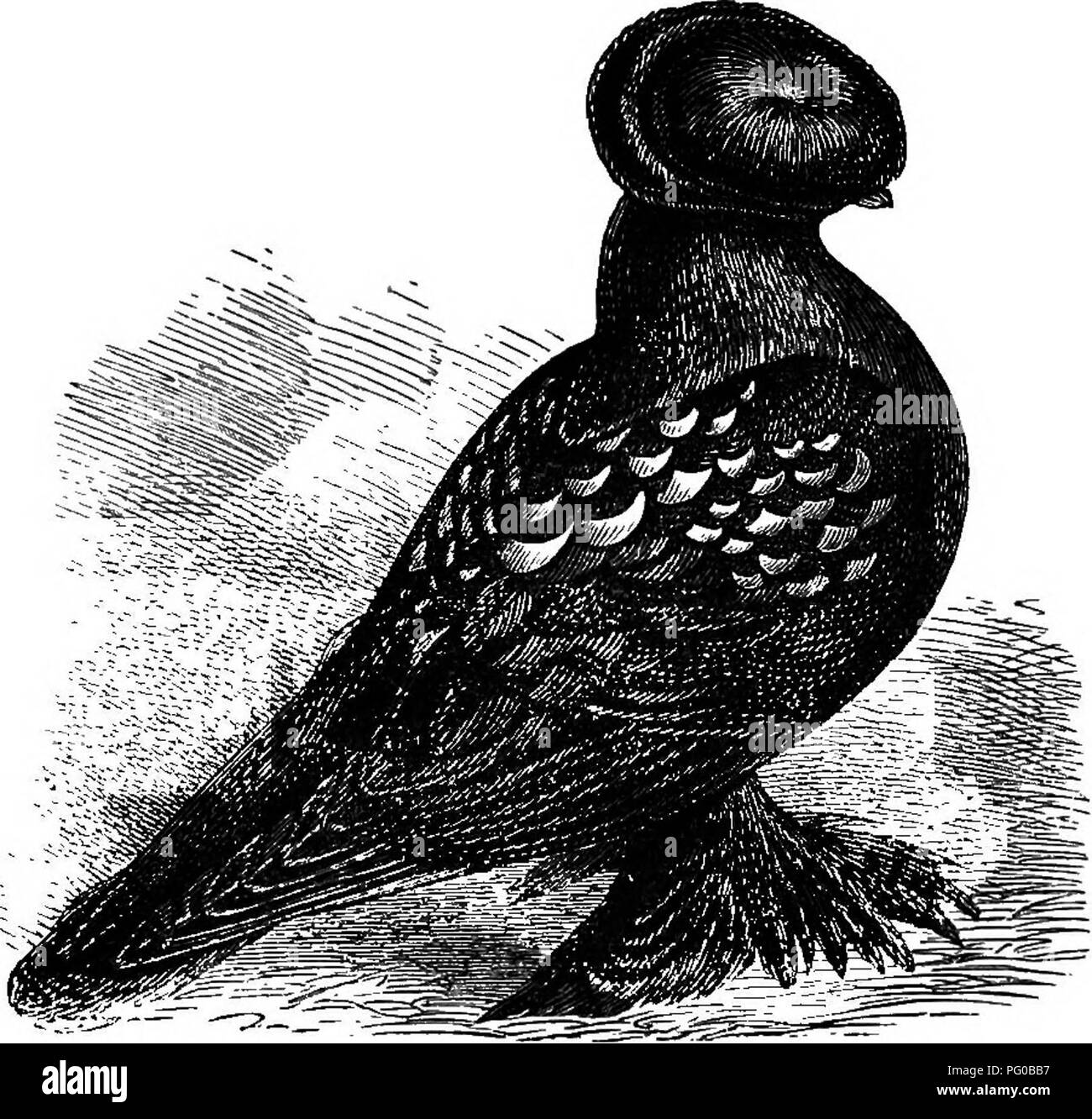 . The practical pigeon keeper. Pigeons. 188 THE PEACTICAL PIGEON KEEPER. Trumpeters are described by Moore as well known in his time, and as deriving their name from the peculiar voice, the coo being very frequent, loud, and abrupt. Their other pro- perties are rose, crest, and foot-feather. The crest should resemble that of the shell-crested Turbit, Nun, and other pigeons, or otherwise the edge of a shell standing upright, and extending round the back of the head till nearly level with. Mottled Truh^eteh. the eyes. It should not lie down, or fit close like the hood of a Jacobin, but stand upr Stock Photo