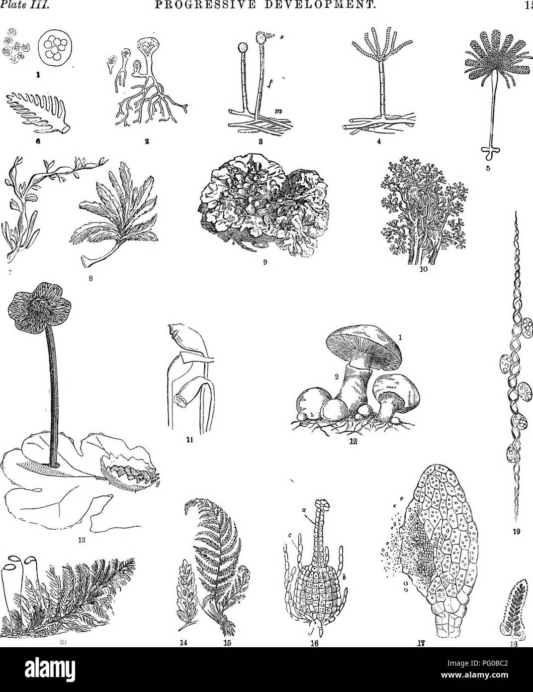 . Analytical class-book of botany : designed for academies and private students. Plants. PKOGRESSIVE DEVELOPMENT, 15. What is the structure of the plants in figs. 1, C and 2. What docs fig. 1 re- present ?—fig. 6 ?—fig. 2 ? Describe each. What change in figs. 3, 4, 5 ? Pe- Bcribe fig. T. What kind of leaf at figs. 8, 9,13,15? Name of the stalk in fig. 12. Describe the figures, and define its other parts. Describe fig. 13, What kind if apparatus in figs. 16,17,19. Describe each. Describe figs. 14,15, 20. What is the liooH called ? Define other parts. Explain fig. 11. What figures repre- sent Un Stock Photo