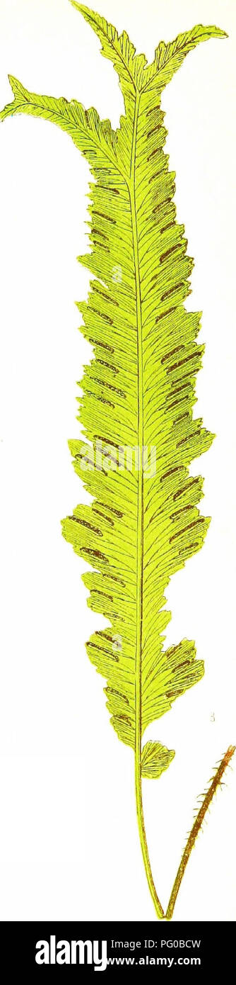 . A natural history of new and rare ferns : containing species and varieties, none of which are included in any of the eight volumes of &quot;Ferns, British and exotic&quot;, amongst which are the new hymenophyllums and Trichomanes . Ferns. S C 0 L 0 P E N D R1 U M V U L C A R E, Var. Stansfieldi:. XXXIX S, VULGARE, Var, Margmato-irreguiare.. Please note that these images are extracted from scanned page images that may have been digitally enhanced for readability - coloration and appearance of these illustrations may not perfectly resemble the original work.. Lowe, E. J. (Edward Joseph), 1825- Stock Photo