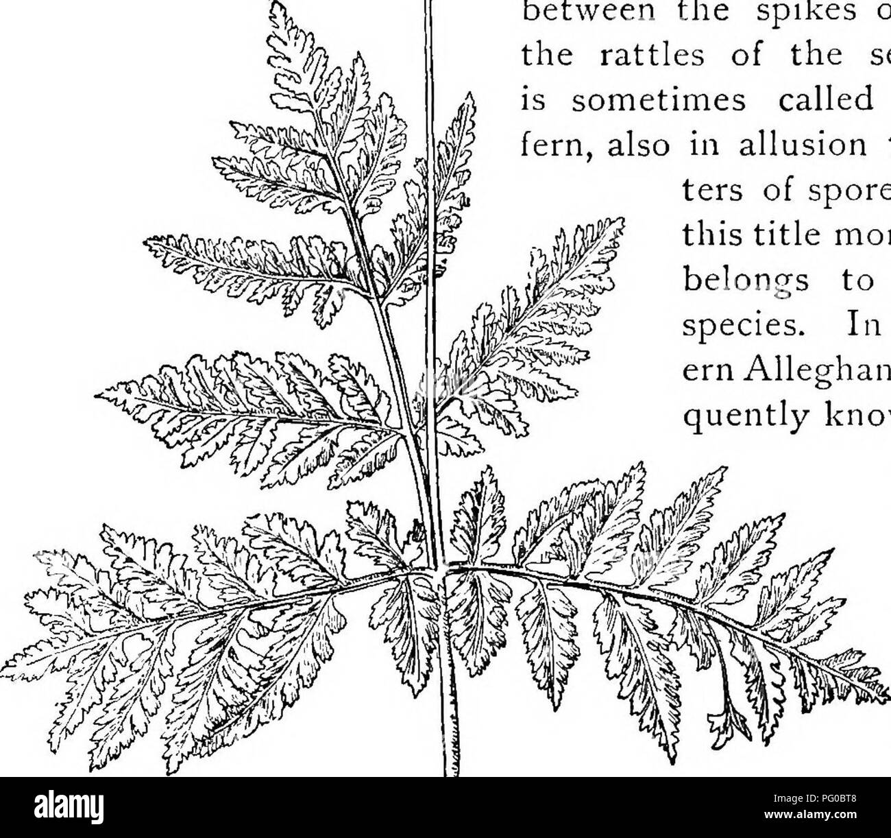 . Our ferns in their haunts; a guide to all the native species. Ferns. 44 RATTLESNAKE FERN AND ADDER'S-TONGUE. the supposition that they rest in alternate years. Something of this kind is hinted to exist among the adder's-tongues, and as the Botrycliiums are closely allied, they may have the same habit. The name of rattlesnake fern is probably due to the likeness which may be fancied to exist between the spikes of fruit and the rattles of the serpent. It is sometimes called the grape fern, also in allusion to its clus- ters of spore-cases, but this title more properly belongs to a related spec Stock Photo