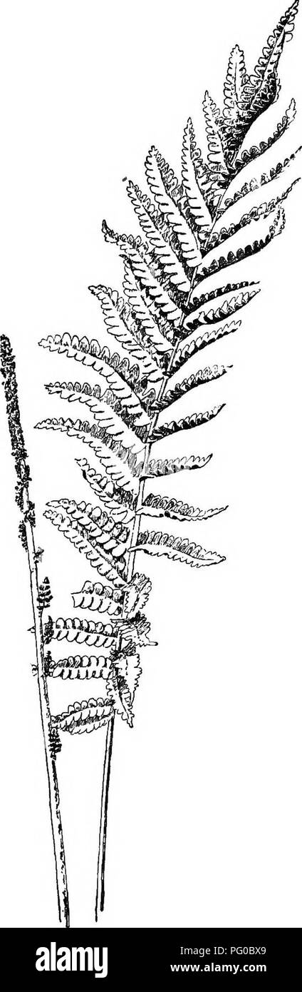 . Our ferns in their haunts; a guide to all the native species. Ferns. THE CINNAMON FERN, Osmunda cinnamomea.. Please note that these images are extracted from scanned page images that may have been digitally enhanced for readability - coloration and appearance of these illustrations may not perfectly resemble the original work.. Clute, Willard Nelson, b. 1869. New York, F. A. Stokes Co Stock Photo