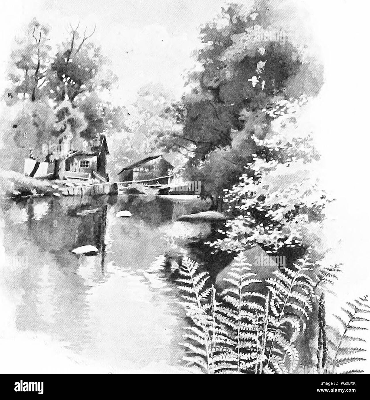 . Our ferns in their haunts; a guide to all the native species. Ferns. / CINNAMON FERN. Osmunda cinnamomea-. Please note that these images are extracted from scanned page images that may have been digitally enhanced for readability - coloration and appearance of these illustrations may not perfectly resemble the original work.. Clute, Willard Nelson, b. 1869. New York, F. A. Stokes Co Stock Photo