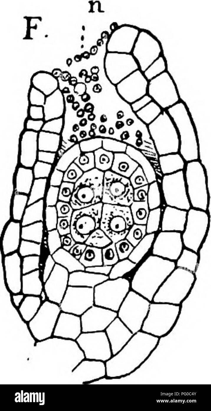 . The structure and development of mosses and ferns (Archegoniatae). Plant morphology; Mosses; Ferns. Fig. 240.—Asolla Uliculoides. A, Vertical longitudinal section of the stem apex, X600; /, mother cell of a root; B, three successive transverse sections just back of the apex; tn, the median wall; L, mother cell of a leaf, X600; C, single lobe of a young sterile leaf, X600; D, fertile leaf segments with two very young sporocarp rudiments, X600; E, longitudinal section of young macrosporangium, showing the young indusium (id), X600; t, first tapetal cell; F, older macrosporangium com- pletely s Stock Photo