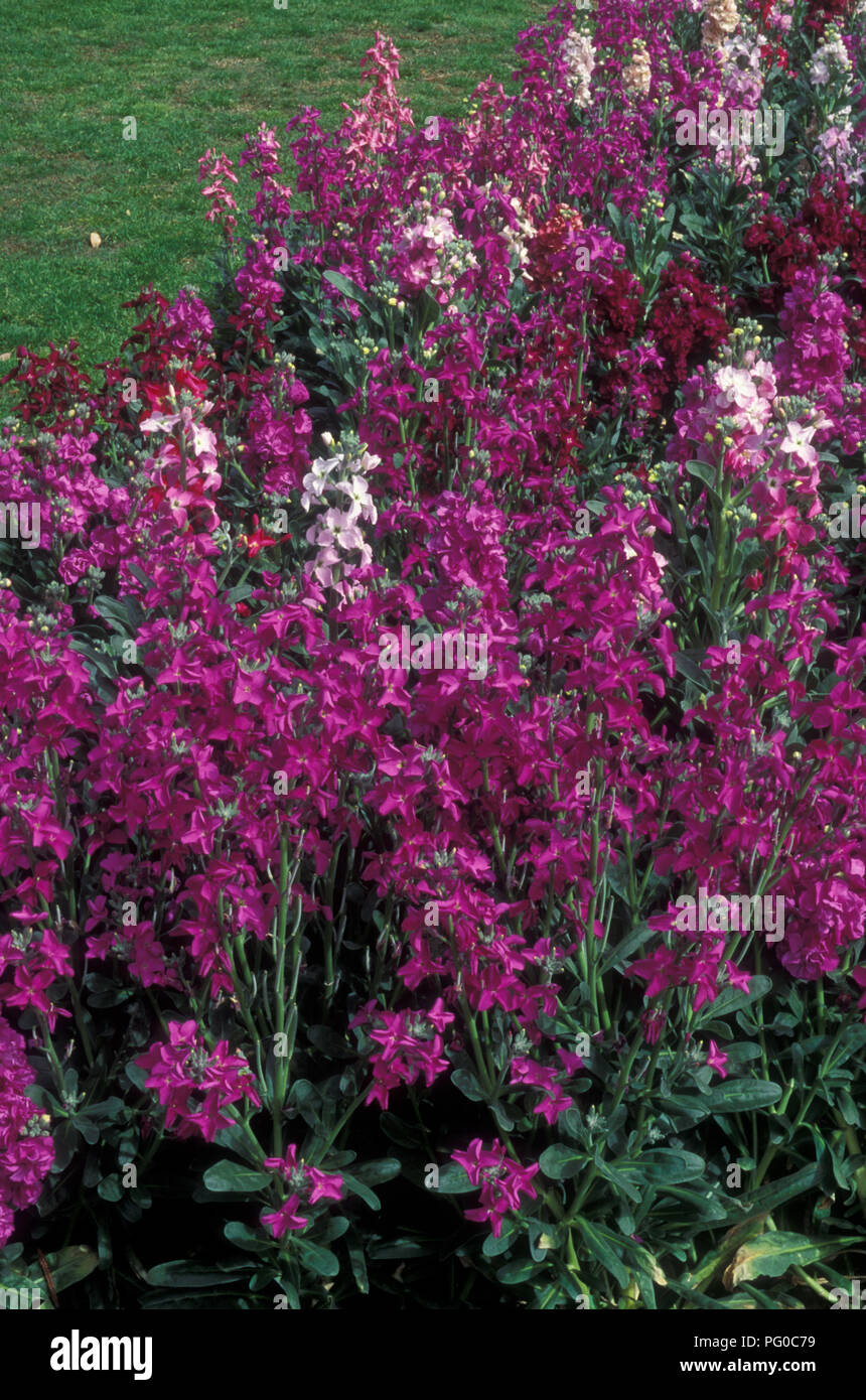 GARDEN BED OF DEEP PINK AND PALE PINK FLOWERING STOCKS (MATTHIOLA INCANA). Stock Photo