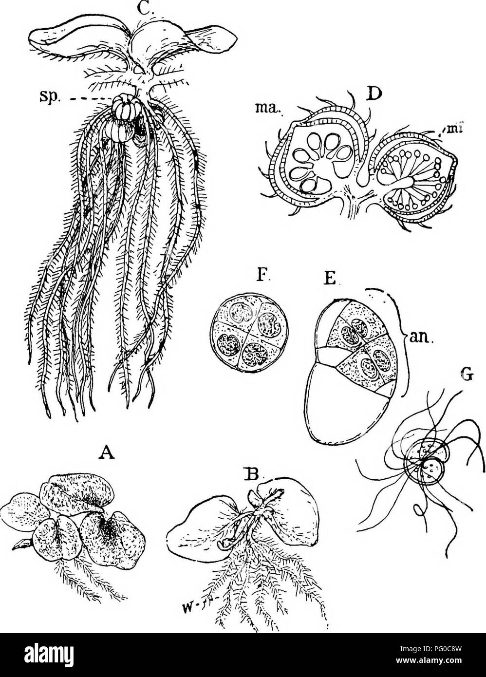 . The structure and development of mosses and ferns (Archegoniatae). Plant morphology; Mosses; Ferns. LEPTOSPORANGIATM HETEROSPOREM Z97. Fig. 233.—Salvinia natans. A, Small plant, X2, seen from above; B, a similar one from below; w, root-like submerged leaf; C, fragment of a fruiting plant, X2; sp, sporocarps; D, a macrosporangial {ma) and microsporangial (mt) sporocarp in longi- tudinal section (slightly magnified); E, male prothallium with the single anther- idium {an) from the side, Xiooo; F, a similar one seen from dbove; G. sperrna- tozoid (Figs. C, D after Luerssen).. Please note that th Stock Photo