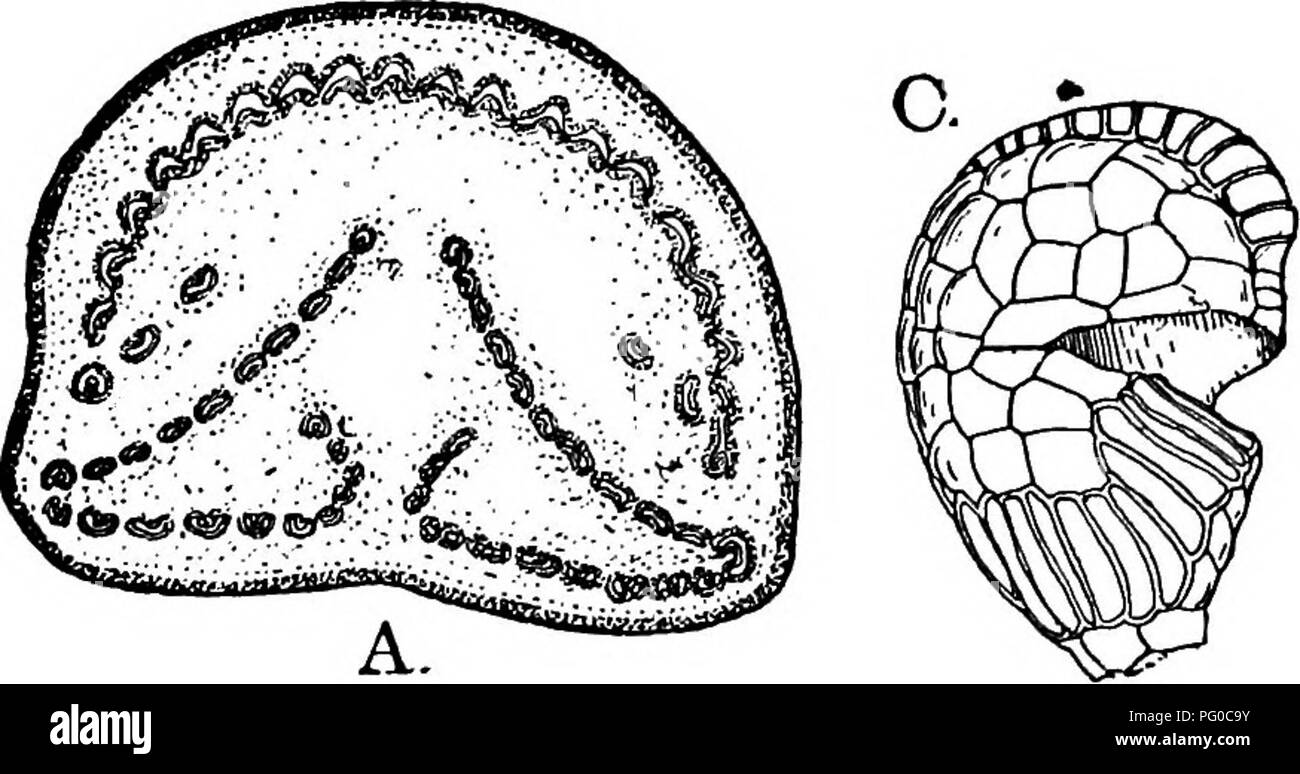 . The structure and development of mosses and ferns (Archegoniatae). Plant morphology; Mosses; Ferns. 390 MOSSES AND FERNS CHAP. major part from the cap cell, which in all the forms becomes much more developed than in any other Ferns, and from it alone the apical annulus is derived. In Ancimia and Mohria the tissue of the tip of the leaf adjacent to the sporangia grows into a continuous indusium, which pushes them under to the lower side. In Lygodium (Fig. 224) each sporangium very evidently corresponds to a single lobe of the leaf segment, and has a vein corresponding to this. The pocket-like Stock Photo