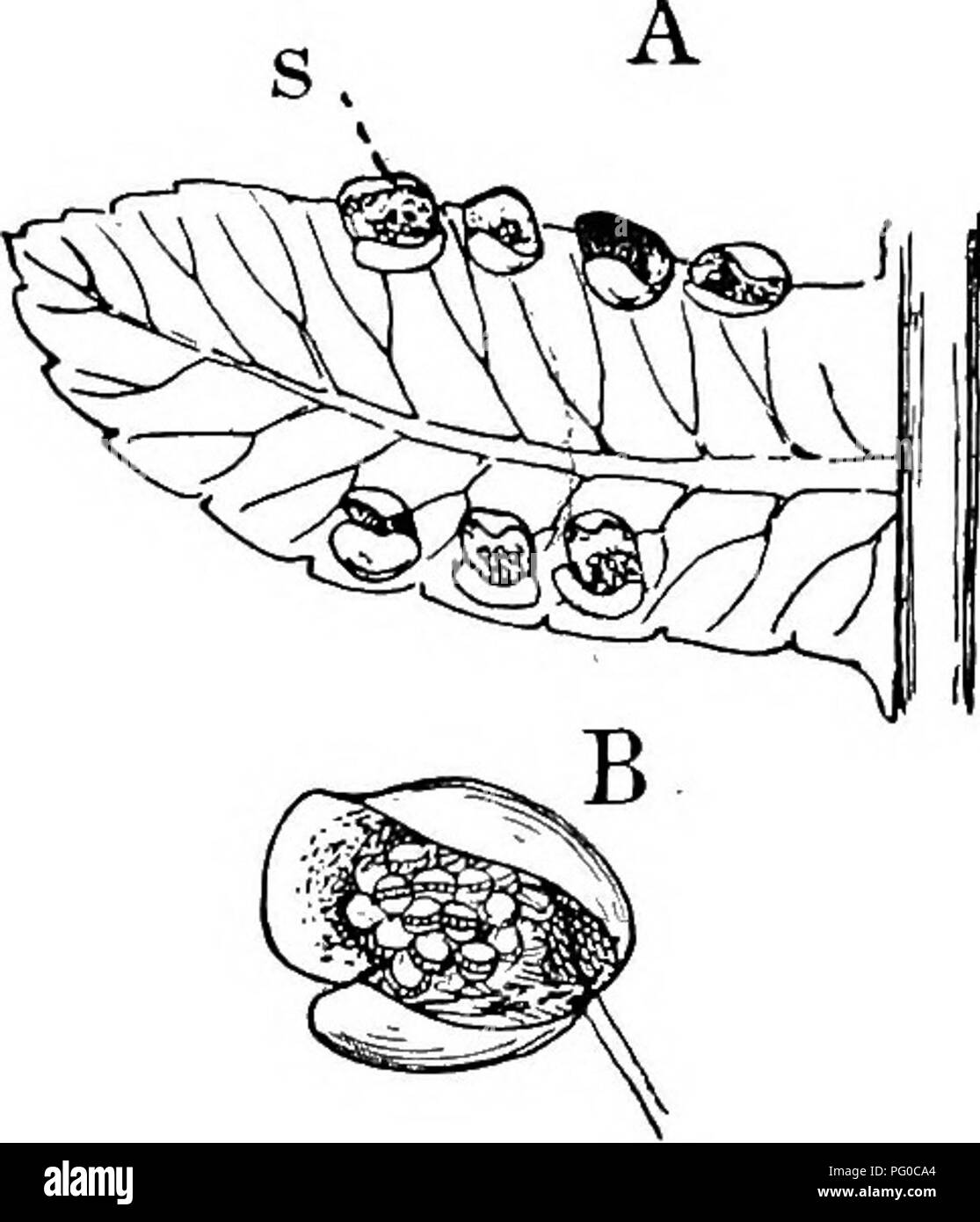 . The structure and development of mosses and ferns (Archegoniatae). Plant morphology; Mosses; Ferns. FlG. 227.—Cibotium Memiesii. A, Pinnule with the sori is), X3; B, a single sorus showing the two-valved indusium, X9;- C, a single sporangium, X80; r, the annulus; D, a paraphysis, X8o. dium, less so in Schiscea, where the sporangia are smaller, and the mother cells project much more strongly. The early divi- sions correspond closely with those of the Hymenophyllaceas, and as there the tapetum is massive and two-layered, and the stalk of the sporangium very short. The wall is derived in The di Stock Photo