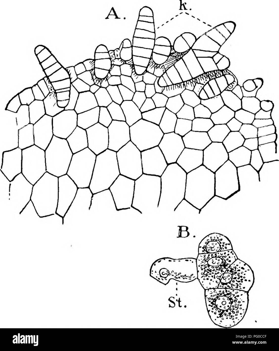 This book on the structure and development of mosses and ferns focuses ...