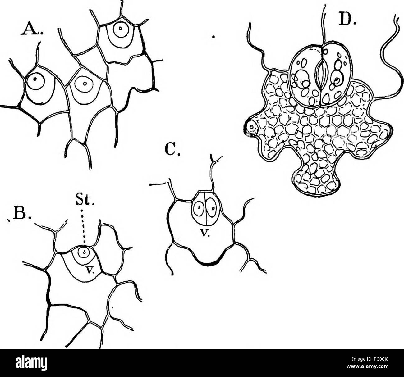 This work details the structure and development of mosses and ferns ...