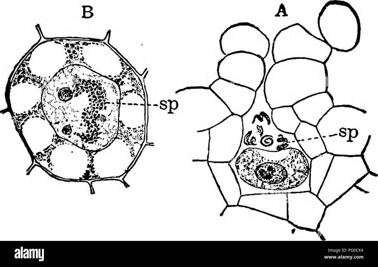 . The structure and development of mosses and ferns (Archegoniatae). Plant morphology; Mosses; Ferns. 320 MOSSES AND FERNS lirBuller also showed that the starch which is usually present in &quot;the vesicle of the spermatozoid, when it escapes from the antheridium, disappears completely in species where the period &quot;of -activity is prolonged. Thus in Gymnogramme Mertensii, â¢the swarm-period lasted about two hours, and during this time the starch disappeared completely. Fertilisation i Shaw (2) has made a careful study of the fertilisation in Struthioptcris and in Onoclea. He states that b Stock Photo