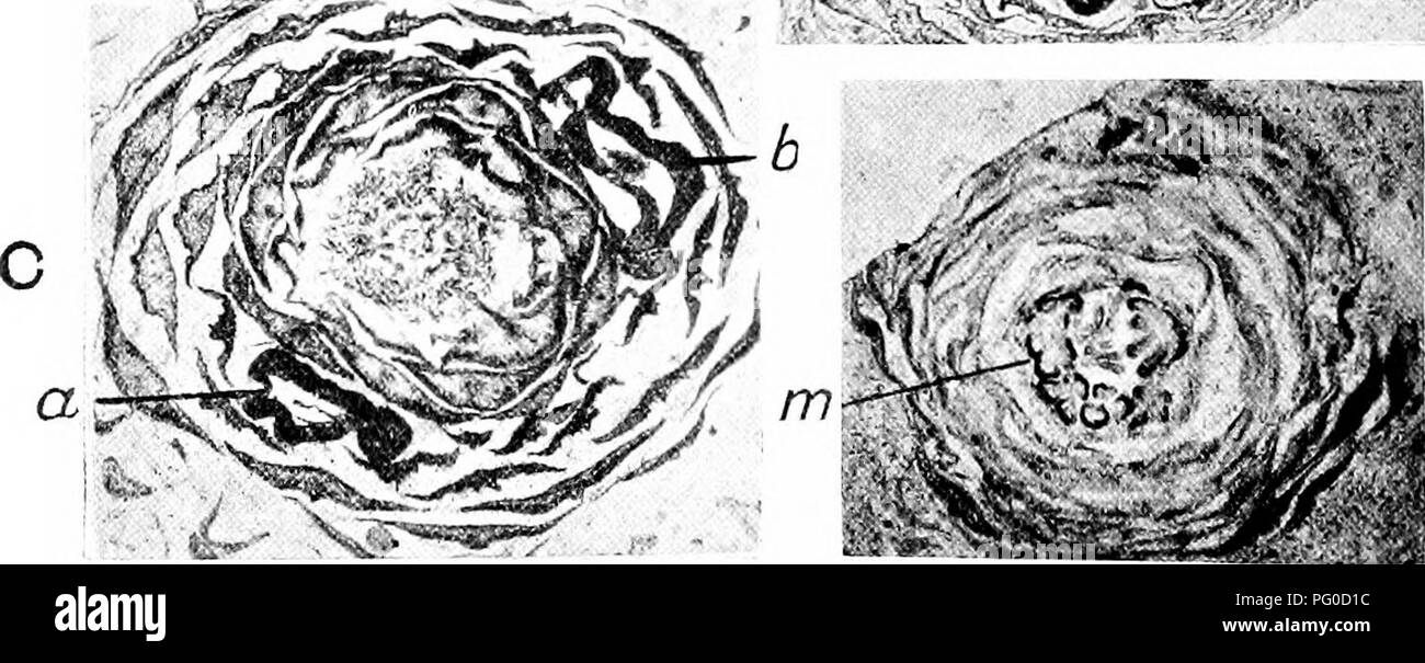 Fossil Plants For Students Of Botany And Geology Paleobotany S5 X Bs R Gt T Quot I G 481 A B Cordaianthus Grand Evryi Ovule Showing Apex Of Nucellus B With Microspores P Pc Pollen