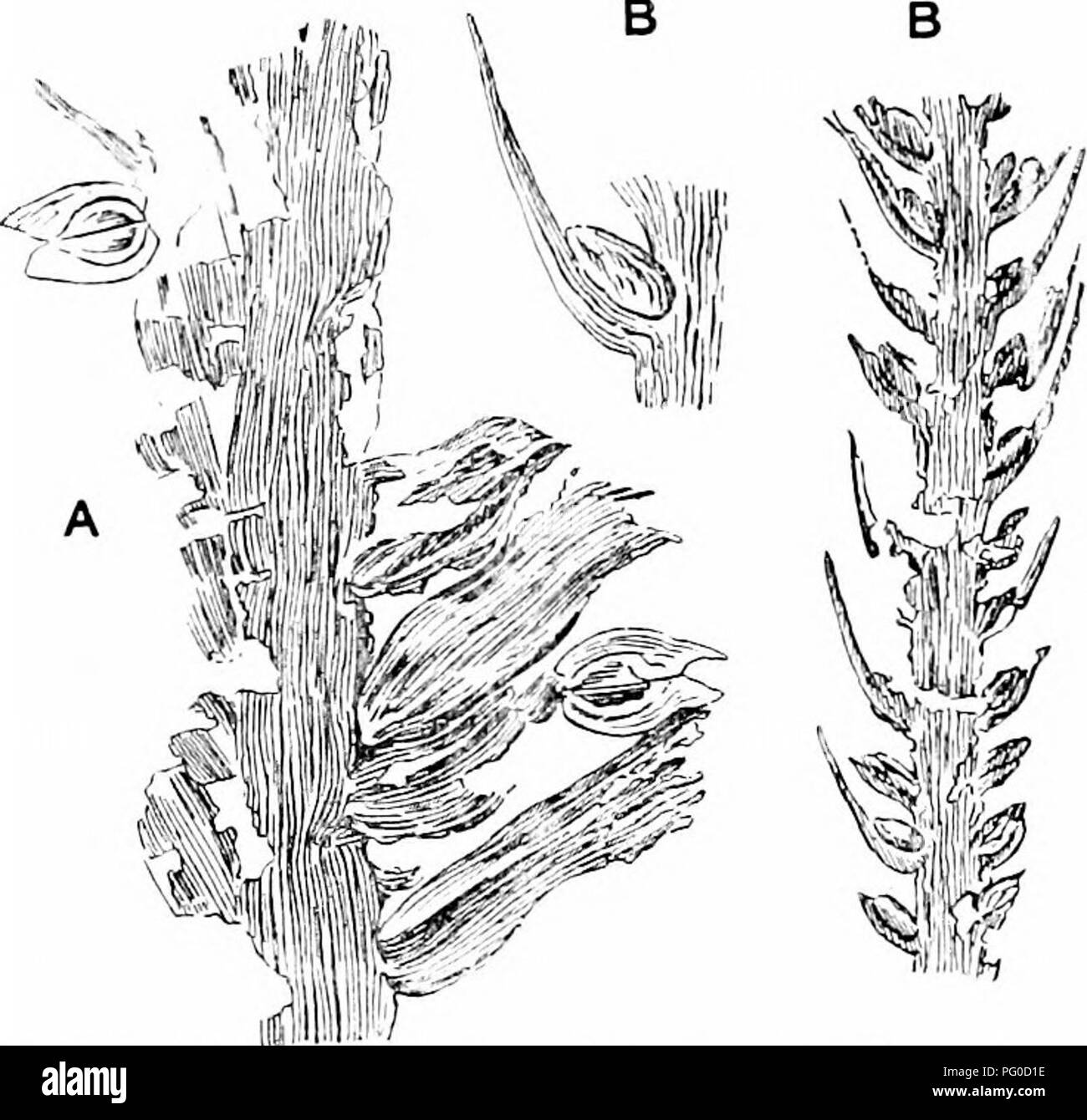 . Fossil plants : for students of botany and geology . Paleobotany. 266 COKDAITEAB [CH. between seeds and vegetative organs, and while it is possible to state with confidence that many of the seeds represented by impressions described as species of Samaropsis and Cordaicarpus are midoubtedly Cordaitean, it is certain that not all seeds refer- able to these genera were borne by Cordaitalean plants. Cordaitean seeds are characterised by certain morphological features recaUiag those found in recent Cycads and in the seeds of Ginkgo as illustrated by species of Cardioca/rpus and some allied types. Stock Photo