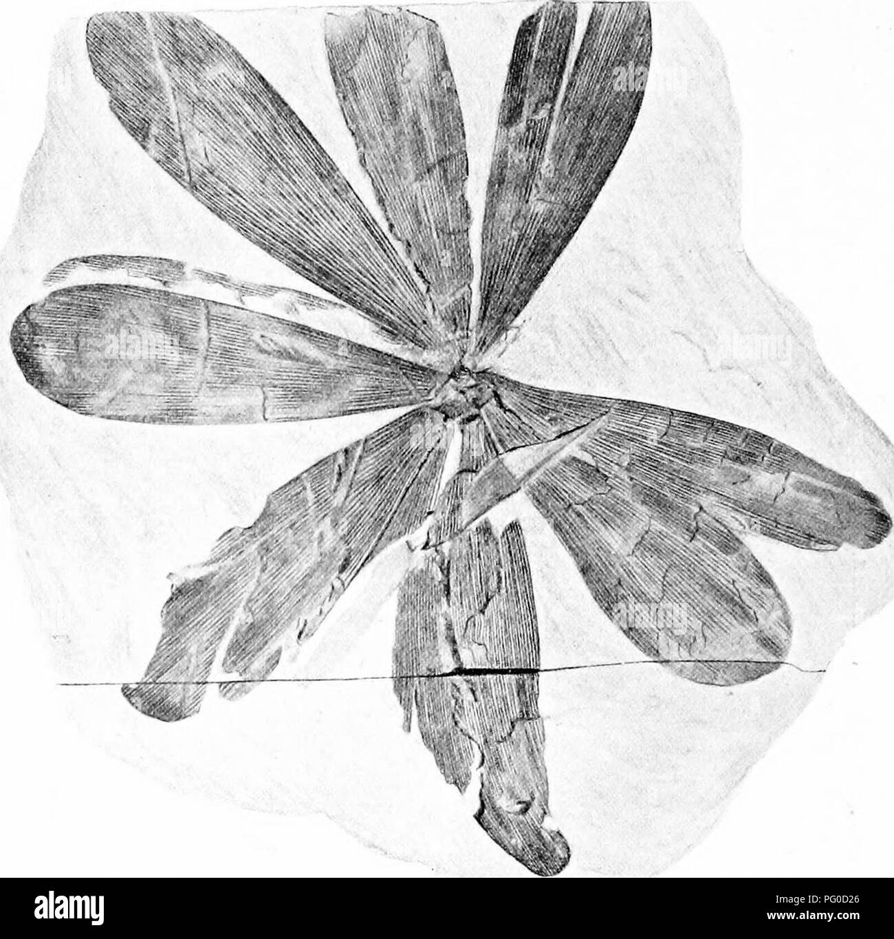 . Fossil plants : for students of botany and geology . Paleobotany. 242 CORDAITEAE [CH. branched roots (fig. 478) spreading over the coal for a distance of several feet and thick stems 40—50 ft in length with very few branches and but little decrease in diameter afford a striking picture of a forest-floor. The frequent occurrence of Cordaites (Noeggerathiopsis) Hislopi in the associated strata suggests a reference of the stems and roots to that species. Moreover the. Fig. 472. Cordaites (Noeggerathiopsis) Hislopi. From India. (Calcutta Museum; f nat. size.) structure of the secondary xylem of  Stock Photo