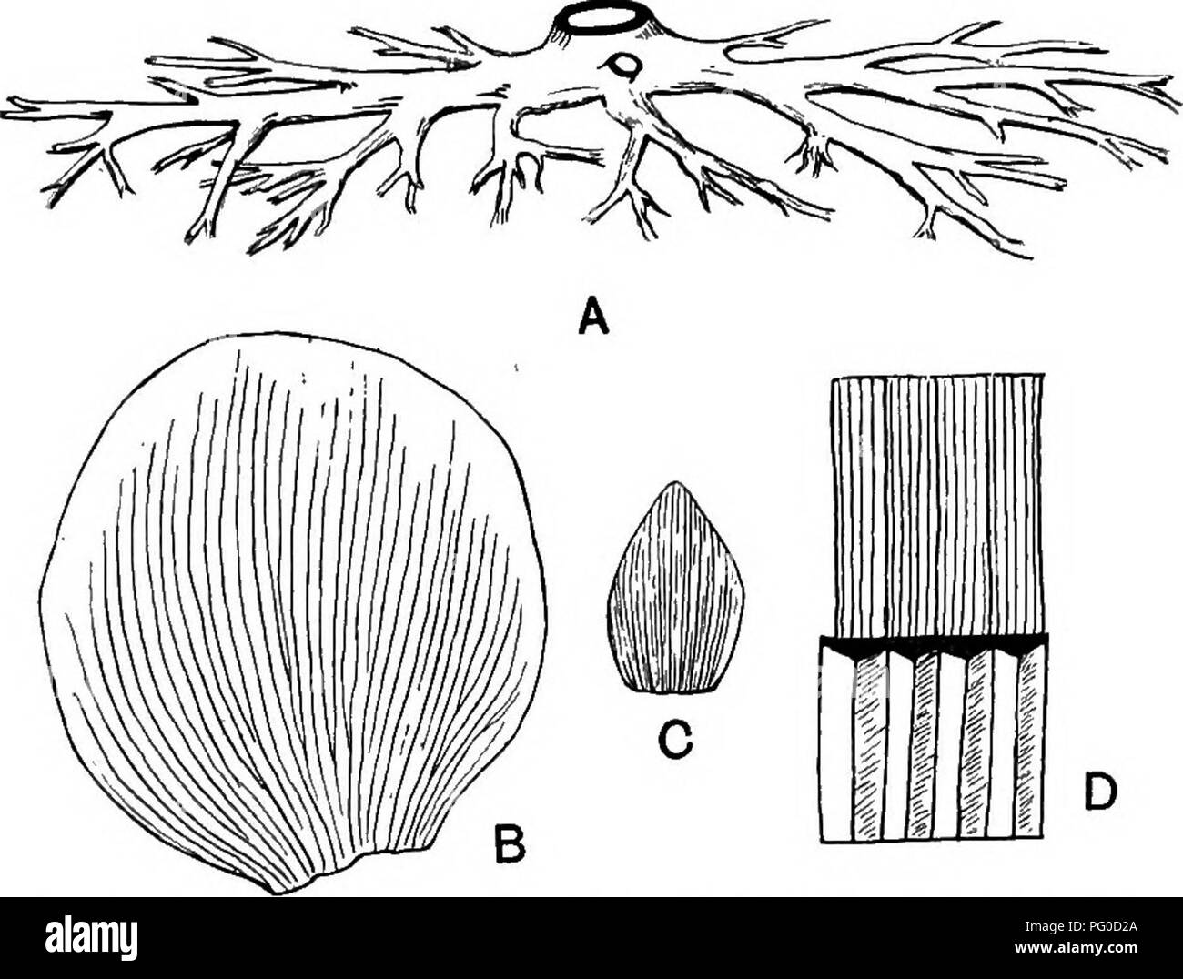 . Fossil plants : for students of botany and geology . Paleobotany. xxxni] CORDAITES 237 may be made to Cordaites circularis Grand'Eury^ from Gard (fig. 468, B) and a smaller leaf from the same locality compared with C. Lacoei (fig. 468, C) Lesq. Cordaites circularis is characterised by the almost orbicular lamina traversed by sHghtly spreading veins; it recalls some of the larger Cyclopteris pinnules of Pterido- sperm fronds and is indistinguishable from some leaves assigned to the genus Dolerophyllum^.. Pig. 468. A, Cordaites root-system {Bhizo-Gordaites); B, Cordaites circularis leai; C, Co Stock Photo