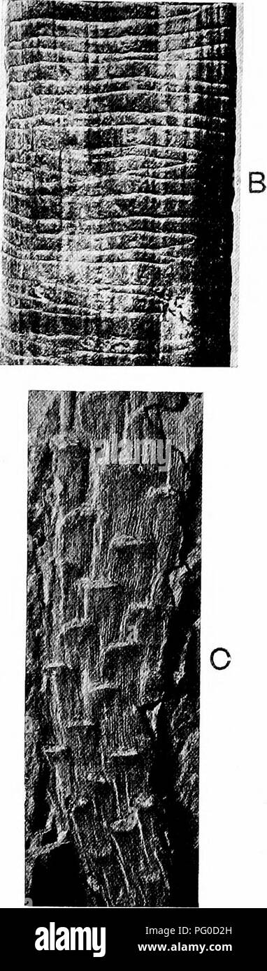 . Fossil plants : for students of botany and geology . Paleobotany. XXXIIl] CORDAITES 231 *&amp;Â«* f^ J'Â»jj!' â mSi. Fig. 466. A. Cordaitee principalis, part of leaf. B. Aitisia transversa, pith- cast. C. Cordaites principalis, branch with leaf-soars. (A, f nat. size; B, C, nat. size; Kidston Coll.). Please note that these images are extracted from scanned page images that may have been digitally enhanced for readability - coloration and appearance of these illustrations may not perfectly resemble the original work.. Seward, A. C. (Albert Charles), 1863-1941. Cambridge : University Press Stock Photo