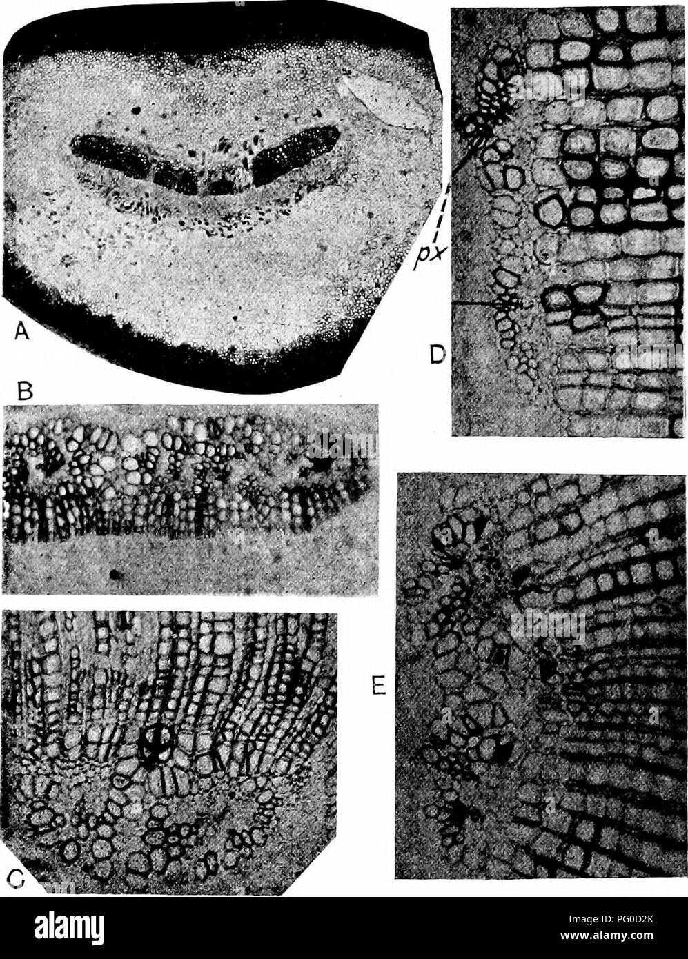 . Fossil plants : for students of botany and geology . Paleobotany. 218 POEOXYLEAE [CH.. Fig. 464. Poroxylon. A, B, Poroxylon Boysseti. A, transverse section of leaf in the region of lateral expansion of the petiole; E, portion of vascular tissue of A. C—E, Poroxylon Edwardsii. C, leaf-trace showing recent separation of the two protoxylems; D, leaf-trace at a lower level with more widely separated protoxylems, px; B, leaf-trace intermediate between C and D. (From photographs suppUed by Prof. Bertrand.). Please note that these images are extracted from scanned page images that may have been dig Stock Photo