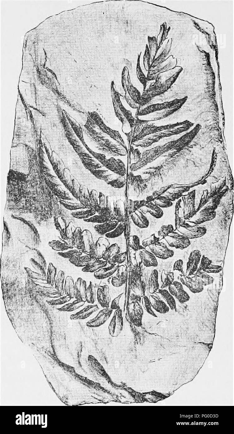 Pteridosperms hires stock photography and images Alamy