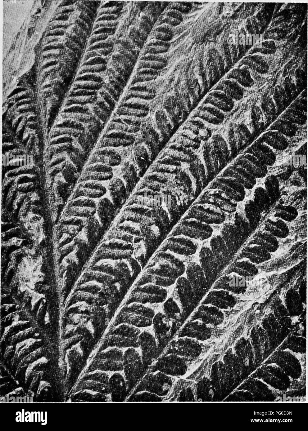. Fossil plants : for students of botany and geology . Paleobotany. XXVIl] CALLIPTERIS 559 This polymorphic species (fig. 367) is one of the most characteristic Permian plants. The oval-linear pinnules, attached by the whole base, occur on both pinnae and rachis; this feature, the thick texture of the lamina, and the linear, obliquely set, pinnae render the fronds easily recognisable. The fronds bore seeds.. Fig. 367. Callipteris conferta. From the Permian of Aschbach, Bhenish Prussia (British Museum, No. 39052). In a recent account of some Permian plants from Germany, Schuster' refers a porti Stock Photo