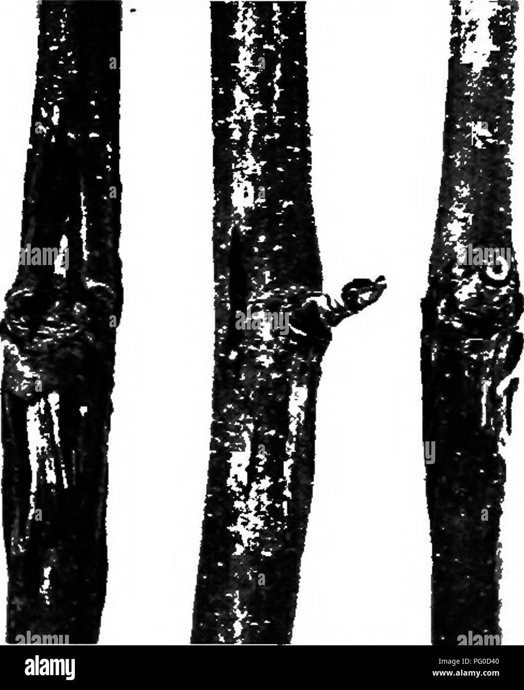 This image shows a description of a tree disease affecting branches and ...