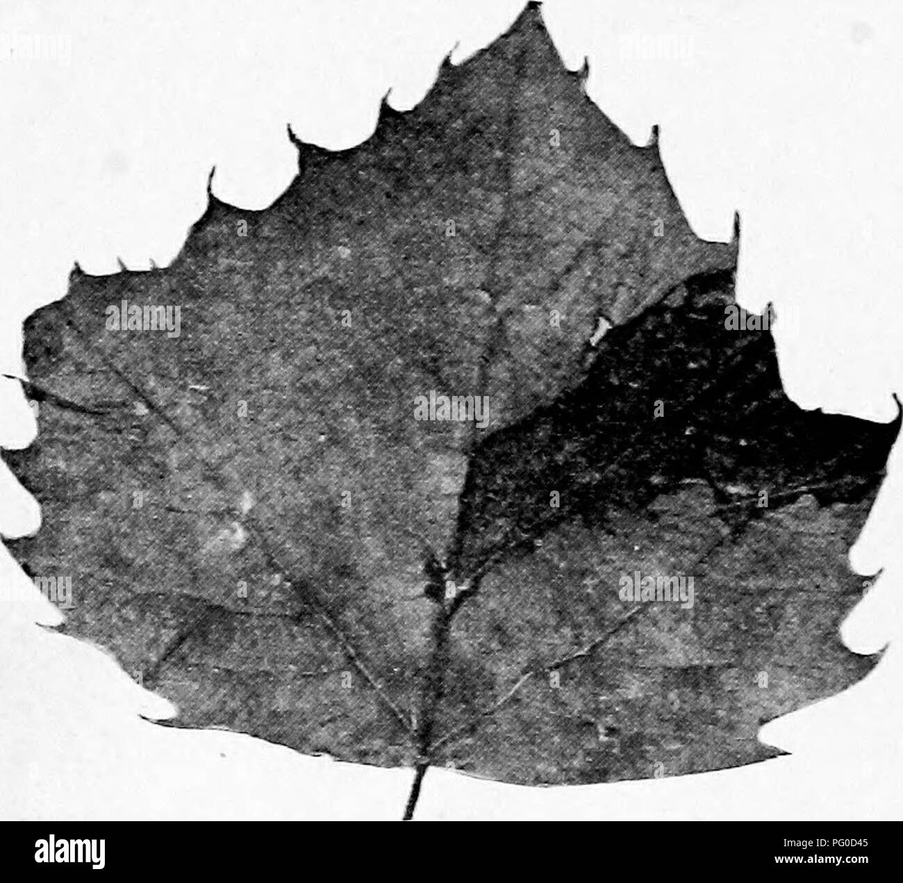 . Manual of tree diseases . Trees. 834 MANUAL OF TREE DISEASES States