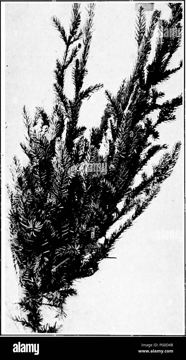 . Manual of tree diseases . Trees. 322 MANUAL OF TREE DISEASES many upright laterals arise and in time large brooms are formed. The foliage of the brooms is yellowish and the leaves smaller than normal. The ultimate effect of the production of. FiQ. 62. — Witches'-broom on black spruce caused by a dwail mistletoe. several brooms, even on an older tree, is slow starvation of the remainder of the tree. As shown in the illustration (Fig. 63), the tree finally dies, the brooms being the last part to succumb.. Please note that these images are extracted from scanned page images that may have been d Stock Photo