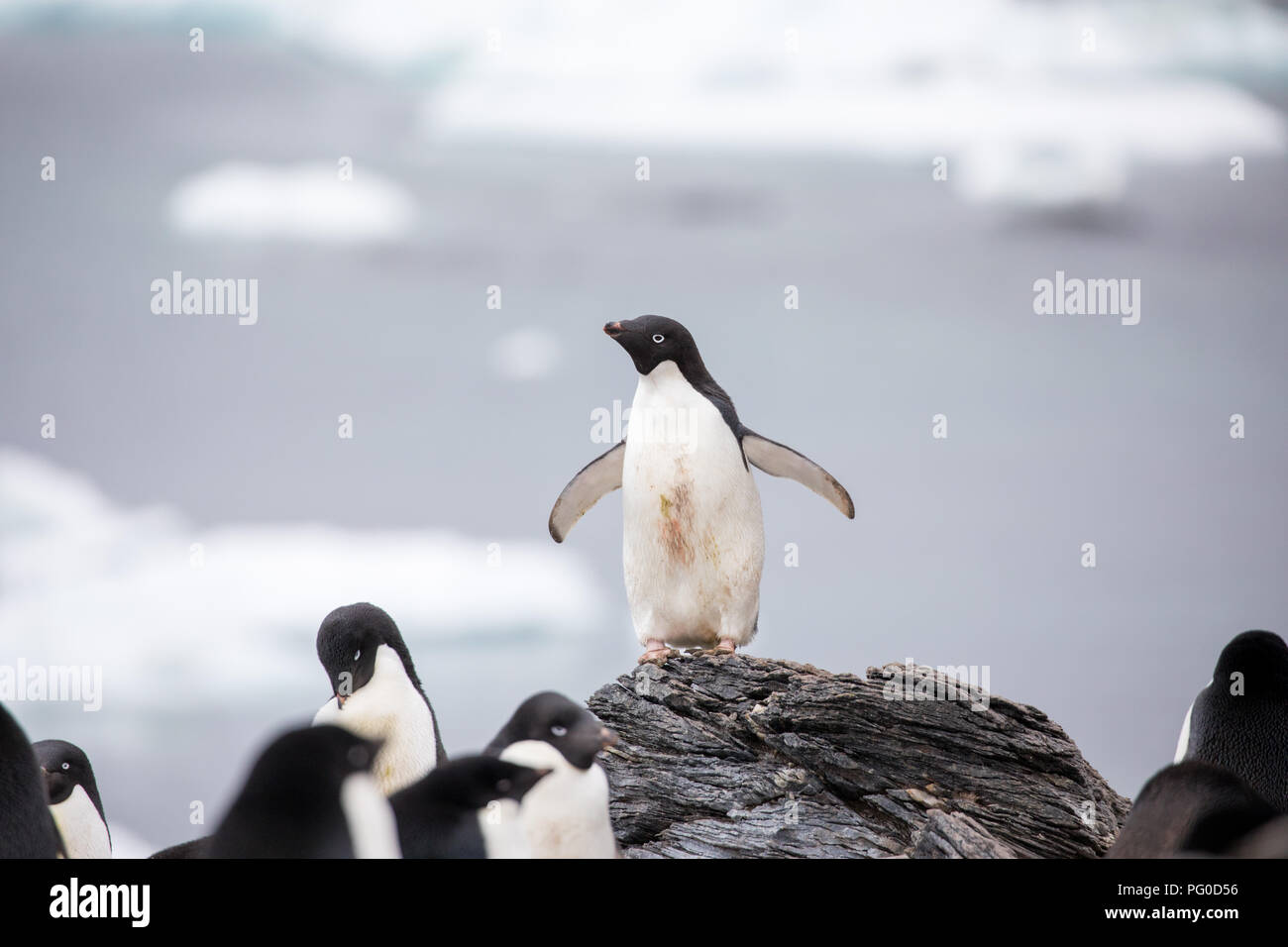 some penguins in the arctic walking around on the north pole and