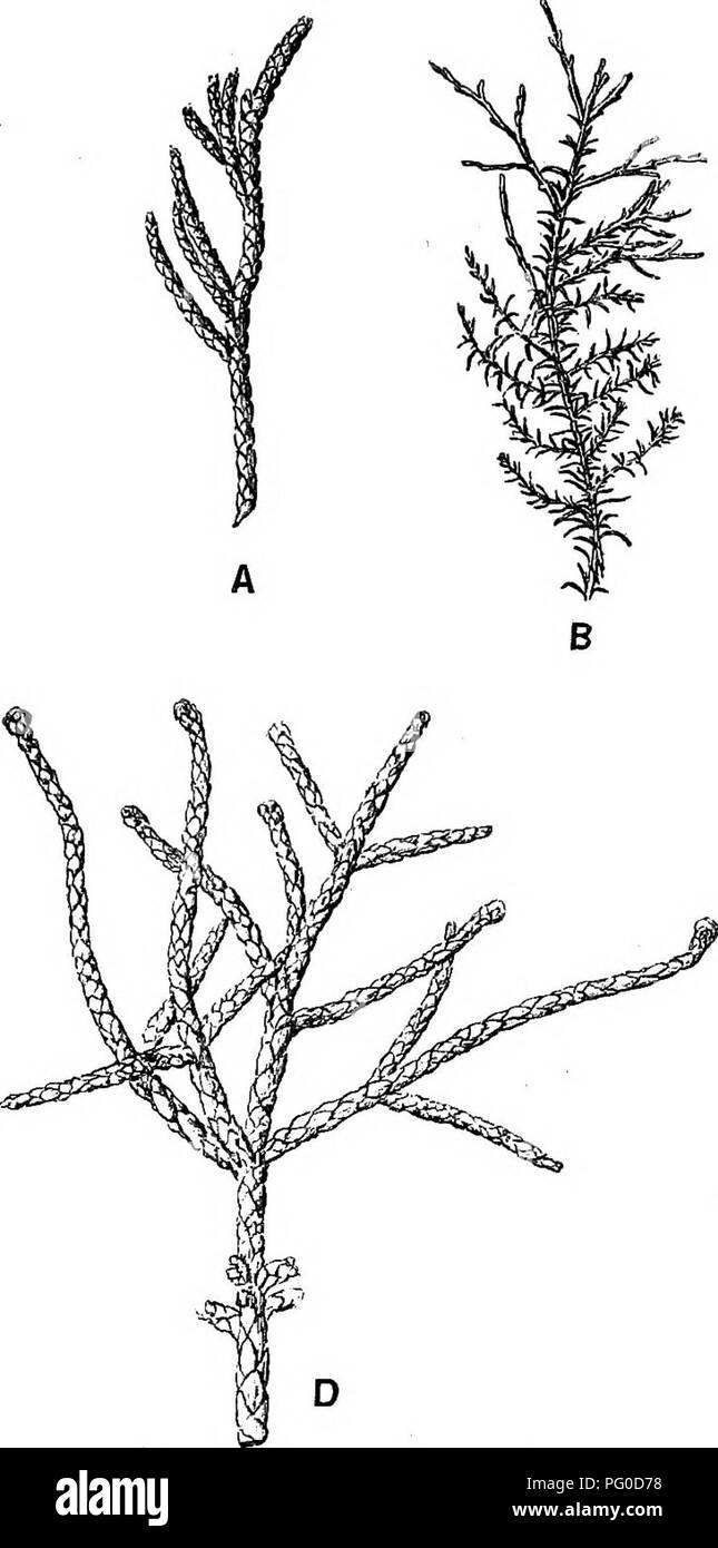 . Fossil plants : for students of botany and geology . Paleobotany. xmi] SOURCES OF ERROR 163 vertically than in the rays of a Conifer. Attention has already been called to the difficulty of distinguishing between the fohage-shoots of some Conifers, Dicotyledons and Lycopodiaceous plants. The. Please note that these images are extracted from scanned page images that may have been digitally enhanced for readability - coloration and appearance of these illustrations may not perfectly resemble the original work.. Seward, A. C. (Albert Charles), 1863-1941. Cambridge : University Press Stock Photo