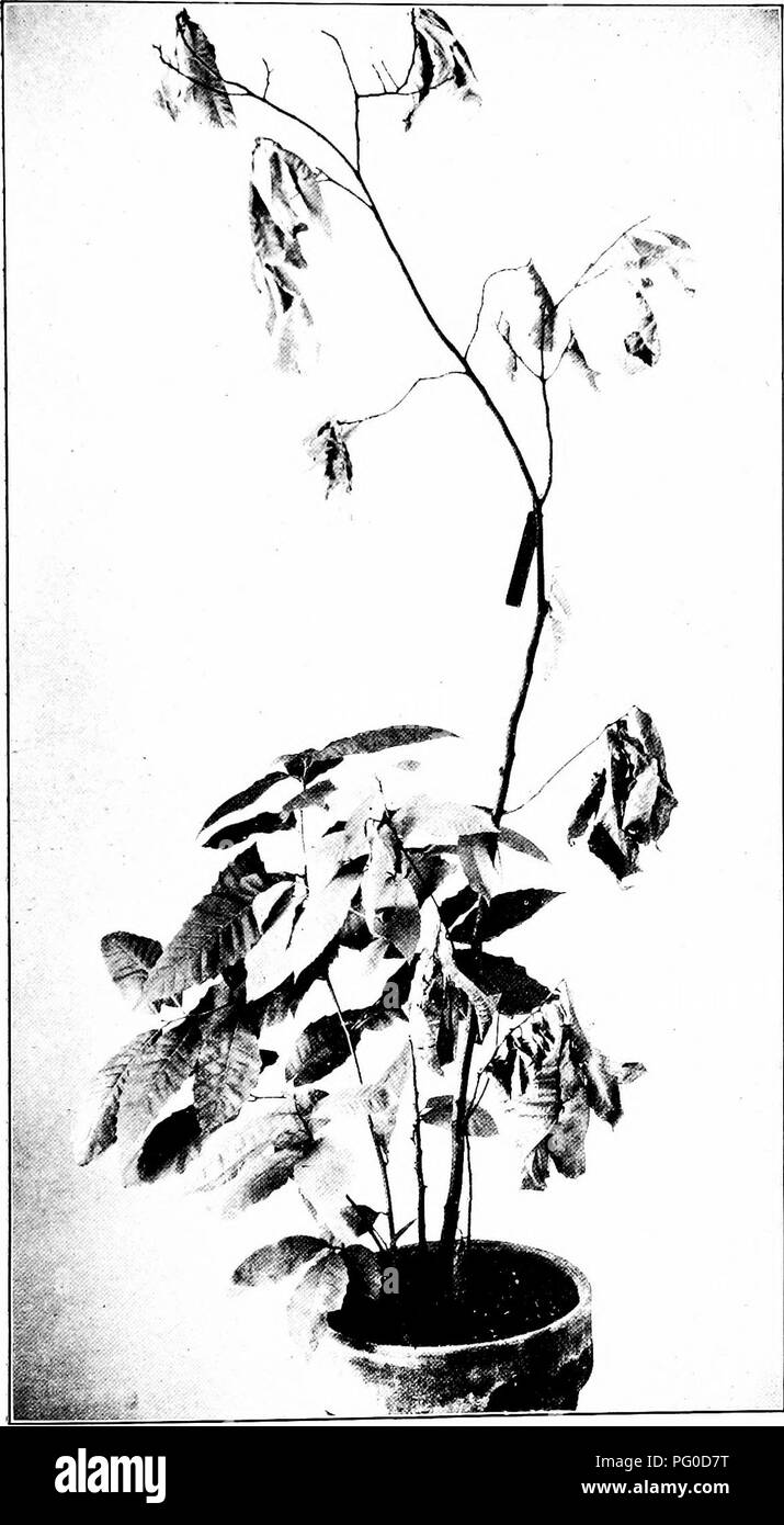 . Chestnut blight. Chestnut blight; Chestnut. yearbook U. S. Dept. of Agriculture, 191: Plate XXXVII.. Small ChfstnutTree in Pot aboutThree Months after Artificial Inocula- tion WITH Summer Spores from a Pure Culture of the Fungous Parasite. fTree eirdled at base, leaves above withered; vit;orou3 suekers growing up from below &quot;- &quot; girdled point.]. Please note that these images are extracted from scanned page images that may have been digitally enhanced for readability - coloration and appearance of these illustrations may not perfectly resemble the original work.. 1906-1960 Stock Photo