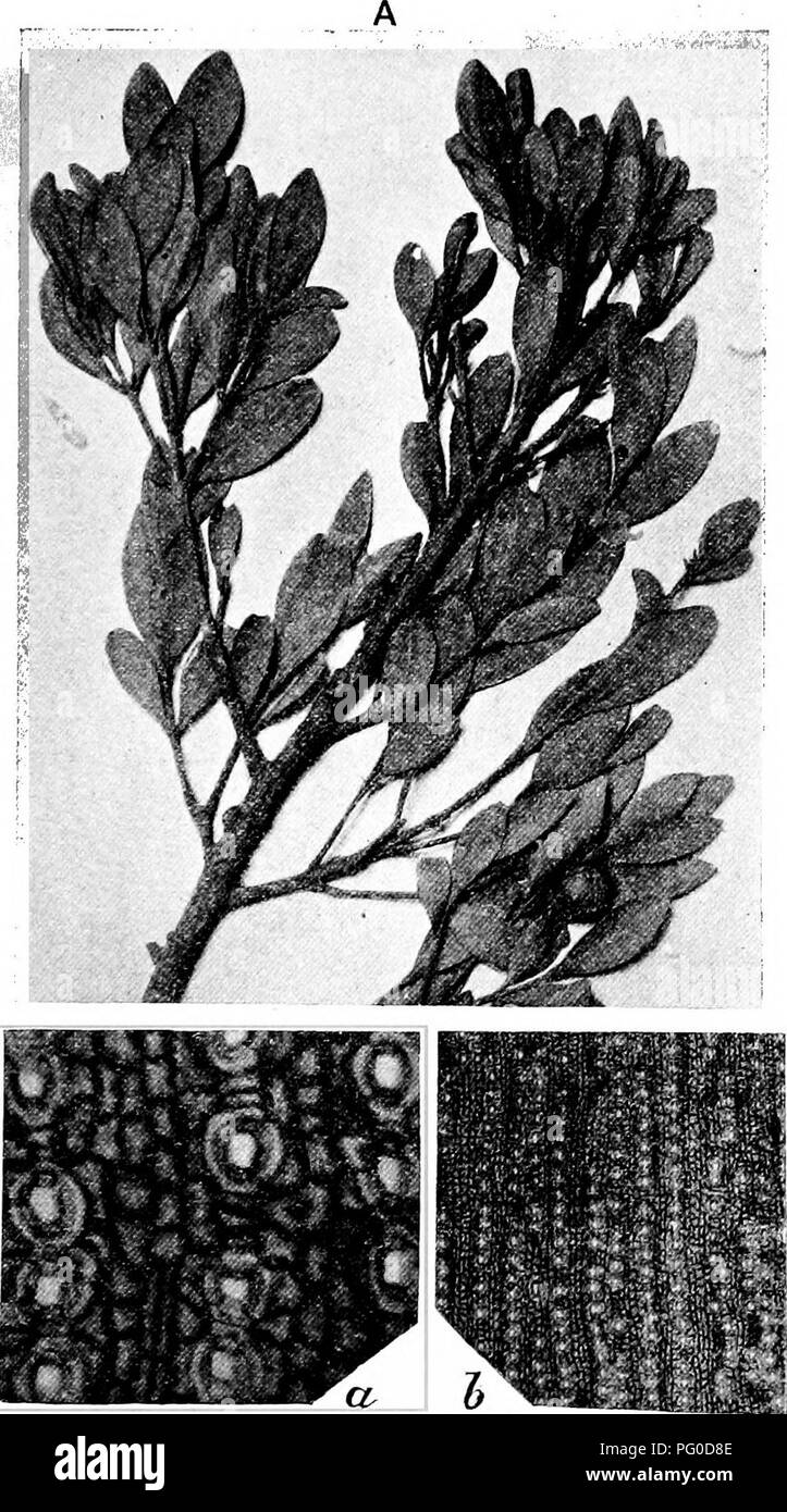 . Fossil plants : for students of botany and geology . Paleobotany. XLin] PODOCARPINEAE 159. Fie. 707. Podocarpus formosensis. A, Foliage-shoot, a, b. Epidermis with stomata. (A, after Diimmer;  nat. size.). Please note that these images are extracted from scanned page images that may have been digitally enhanced for readability - coloration and appearance of these illustrations may not perfectly resemble the original work.. Seward, A. C. (Albert Charles), 1863-1941. Cambridge : University Press Stock Photo