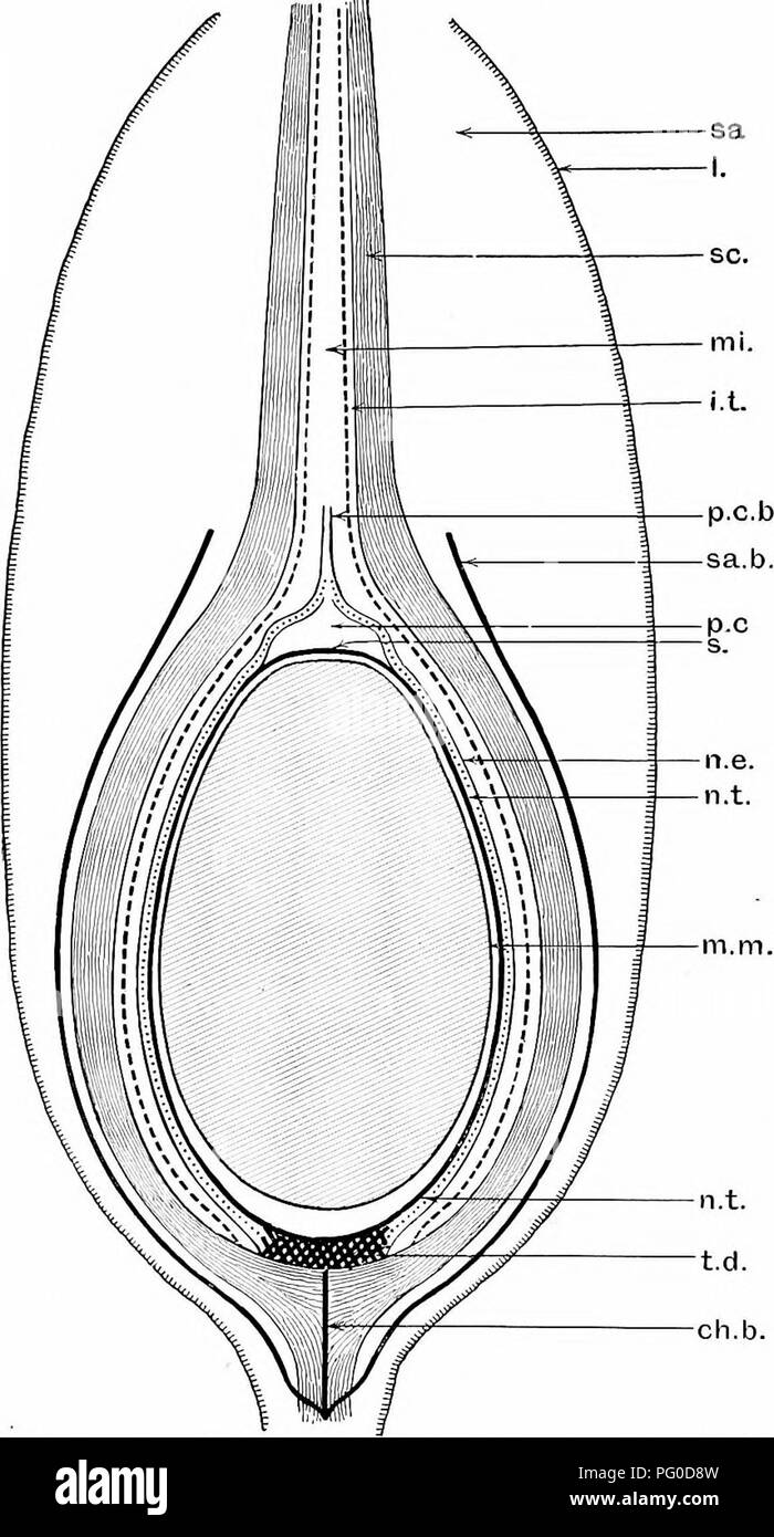 . Studies in fossil botany . Paleobotany. 454 STUDIES IN FOSSIL BOTANY. Fig. 170.— Trigonocarpus Parkinson?. Diagrammatic median section in the plane of the &quot;wing&quot; (Fig. 172). sa, sa?xottsta. /, its limiting layers; sc, sclerotesta ; n/i, micropyle ; i.t, remains of &quot;inner flesh&quot;; sa.l.c, pollen- chamber; p.c.b, its beak; s, septum at bottom of pollen-chamber; n.e, nucellar epidermis ; n.t, nucellar tracheal system; m.vi, membrane of megaspore ; t.d, tracheal disc at chalaza ; ck-b, chalazal bundle, x about 3. From a drawing by Mr. A. J. Maslen, F.L.S.. Please note that th Stock Photo