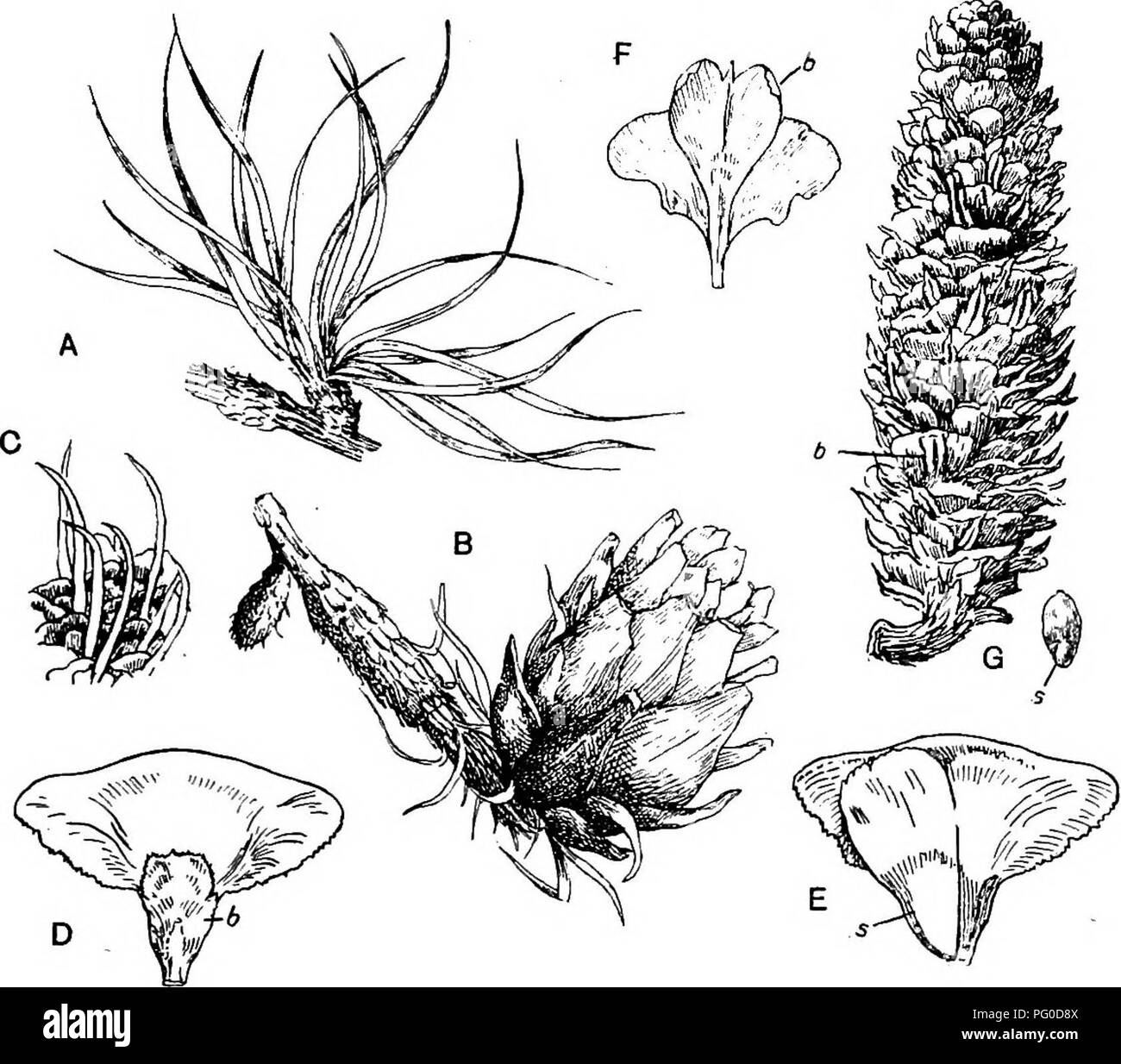 . Fossil plants : for students of botany and geology . Paleobotany. XLni] ABIETINEAE 157. Fig. 705. A, B, Short shoot and cone of Pseudolarix Katmpferi. C, Abies bracteata, showing the long bract-scales. D, E, Abies concolor, cone-scale; b, bract- scale; «, seed. F. ^6ie« ii'rcwen, cone-scale; 6, bract-scale. G, LarixGriffithi; b, bract-scale; s, seed. (C—F, from the Gardeners' Chronicle.) M. S.. Please note that these images are extracted from scanned page images that may have been digitally enhanced for readability - coloration and appearance of these illustrations may not perfectly resemble Stock Photo