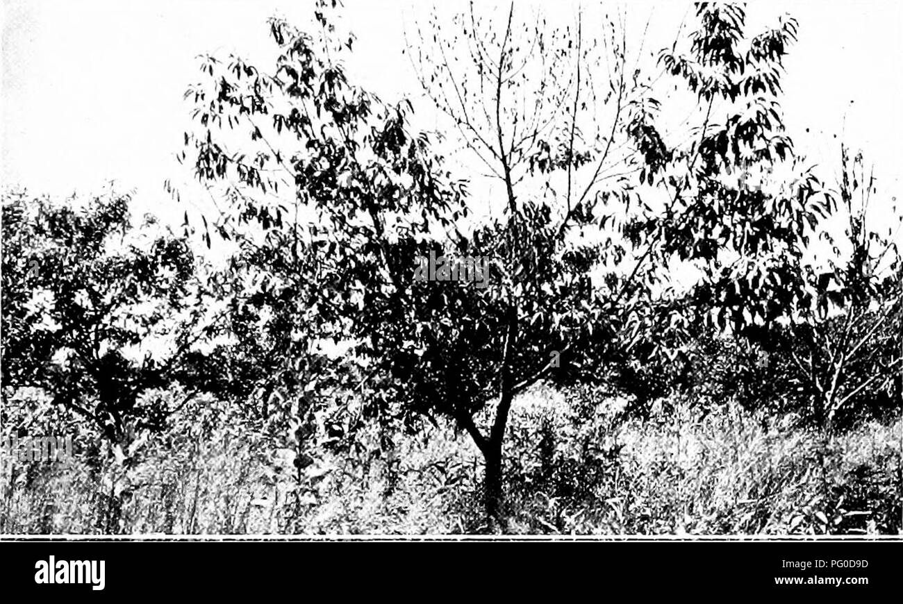 . Chestnut blight. Chestnut blight; Chestnut. Fig. 1.—Large Chestnut Trees Killed by the Bark Disease.. Fig. 2.—An Orchard Tree, Showing Recently Girdled Branches.. Please note that these images are extracted from scanned page images that may have been digitally enhanced for readability - coloration and appearance of these illustrations may not perfectly resemble the original work.. 1906-1960 Stock Photo