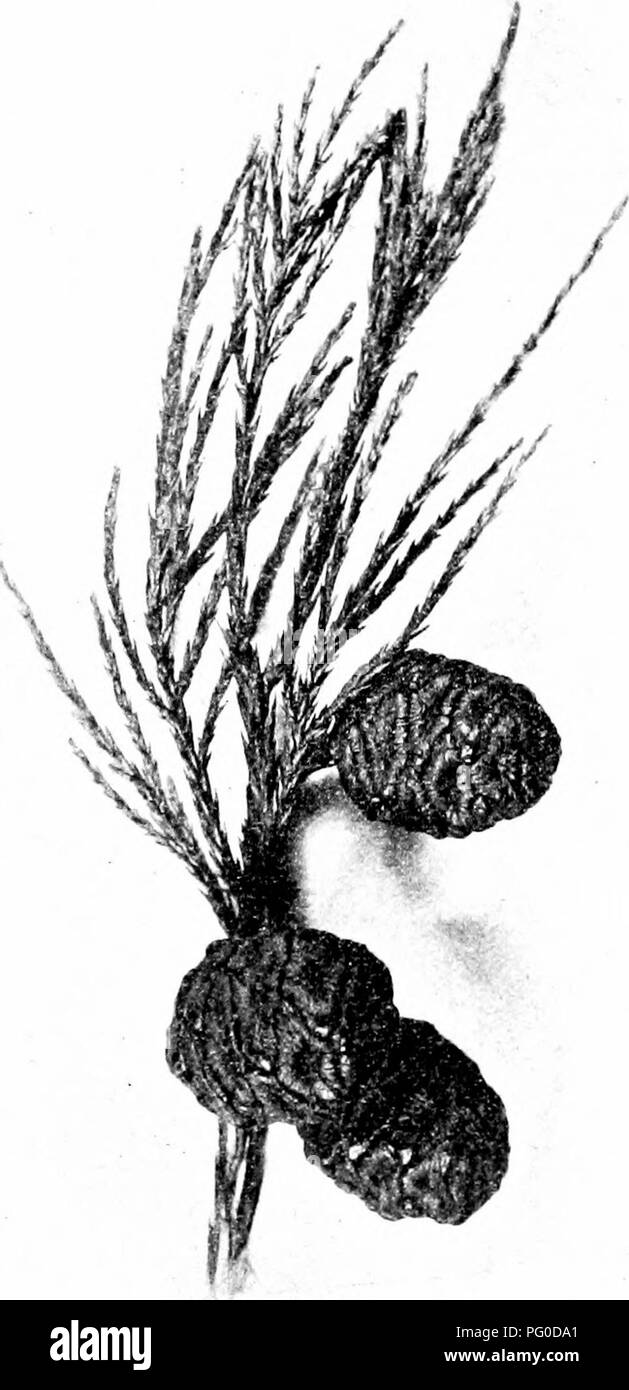 . Fossil plants : for students of botany and geology . Paleobotany. 152 CONIFEEALBS (RECENT) [CH. seeds. CalUtris. Similar in habit to Tetradinis (fig. 703, B): in some forms (C. arborea) the small leaves are closely appressed to the axis; C. glauca^ shows a considerable range in the form of the leaves, and in O. rhomboidalis the. Fig. 702 A. Sequoia gigantea. Shoot with cones. (Nat. size.) shoots are especially slender. Saxton- points out that the tracheids have a single row of separate pits and draws attention to the occurrence of horizontal 1 Baker and Smith (10) p. 118. 2 Saxton (10^); (10 Stock Photo